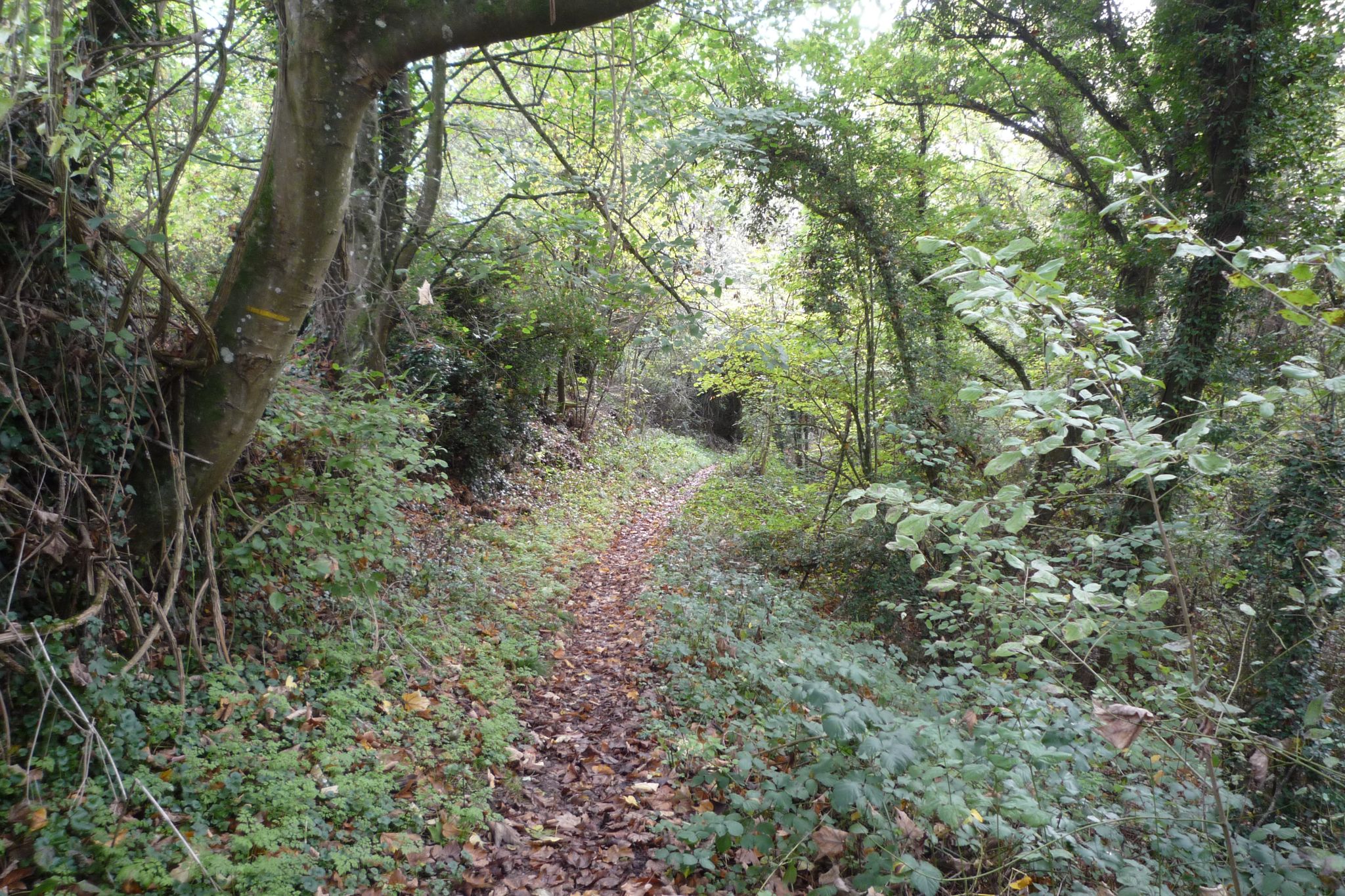 Descente à travers la forêt