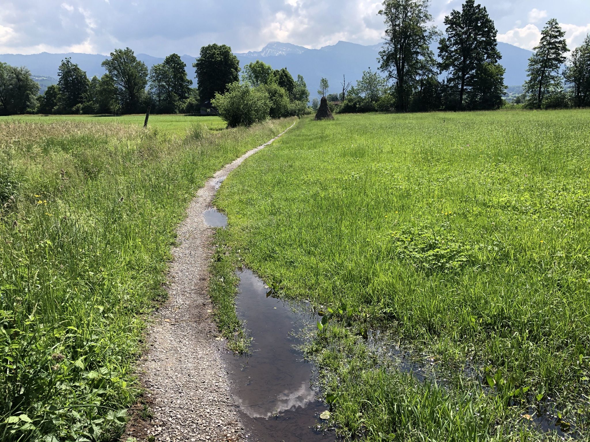 im Kaltbrunner Riet