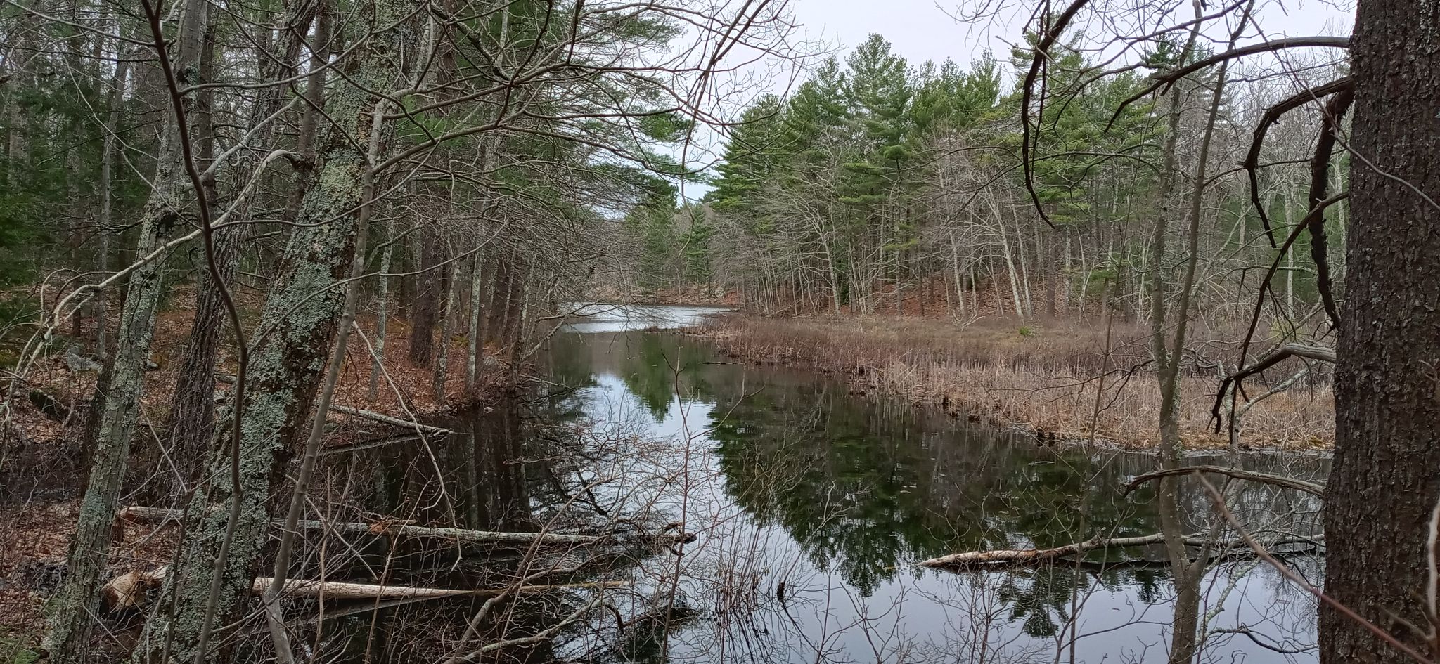 Reflective water winding through a forest of bare and evergreen trees. - Harold Parker State Forest – Field Pond loop from Peggy Keck Reservation
