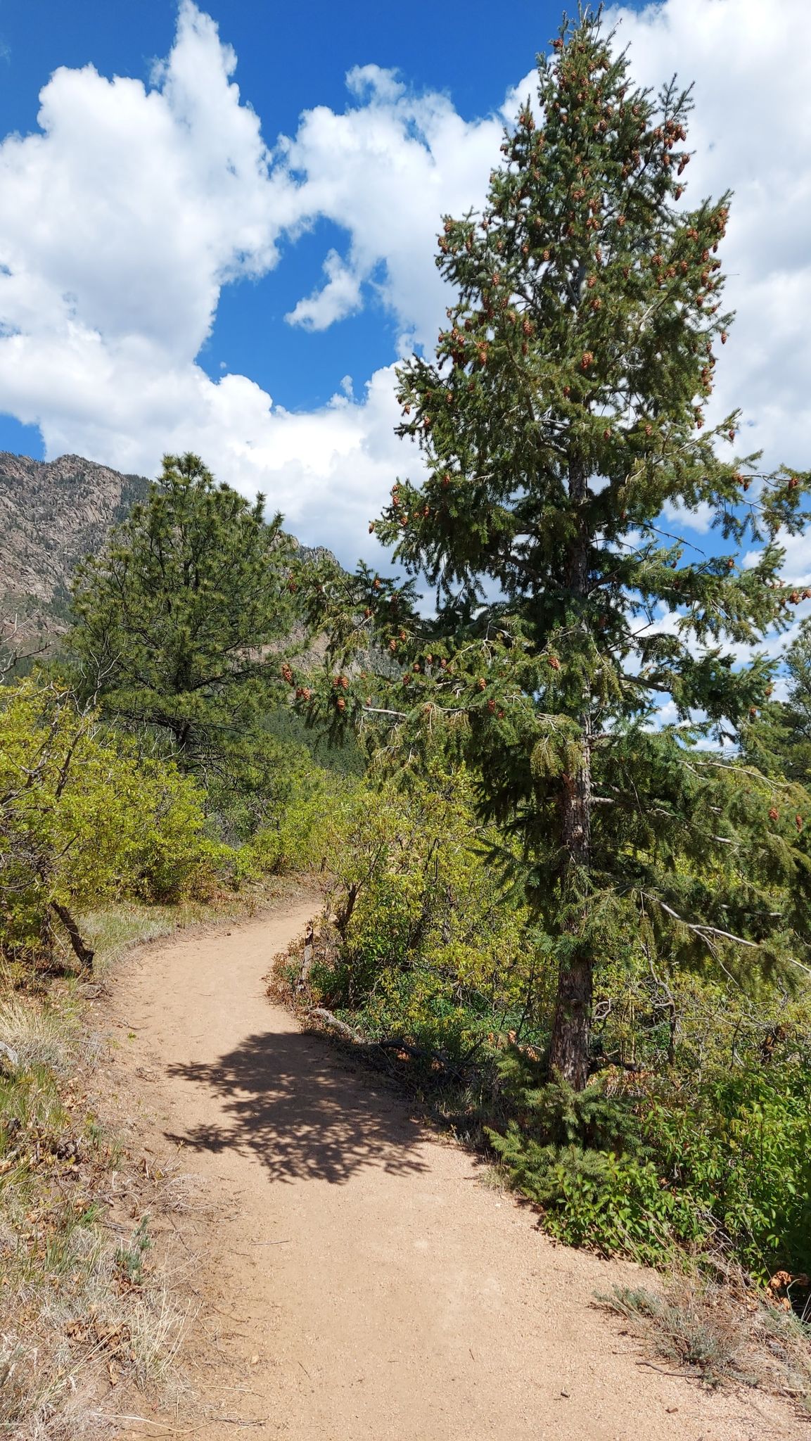 Sunny dirt trail winding past a tall pine tree and green bushes. - Cheyenne Mountain via Talon and Dixon Trail