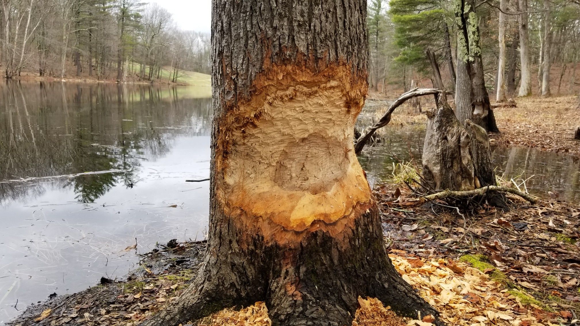Tree with significant beaver chew marks by a calm body of water and forest. - Berlin Meadows and Sawyer Hill Trail