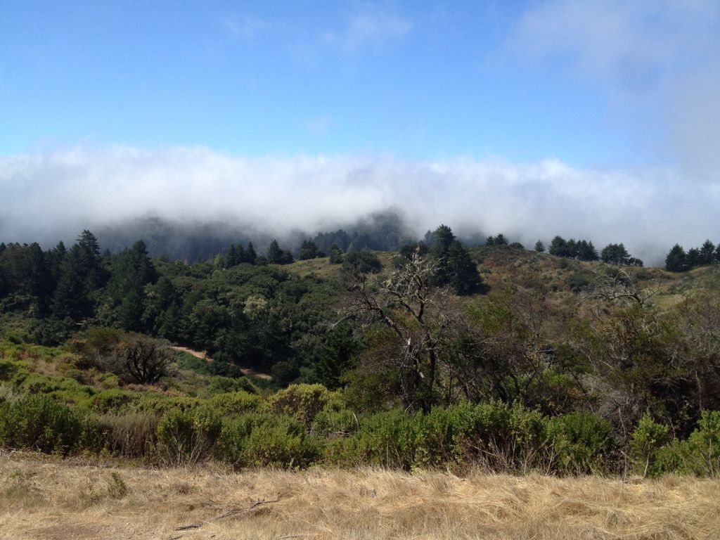 A dense green forest is partially covered by a low-hanging cloud layer. - Fifield Cahill Ridge Trail loop from Receiving station