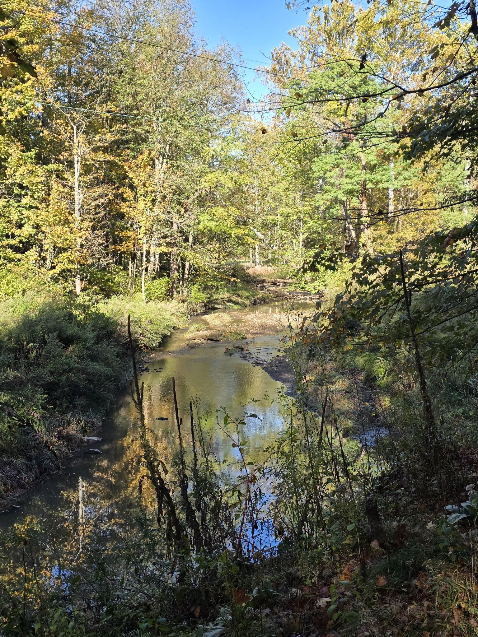 A narrow, muddy stream flows through a dense forest with autumn foliage. - Rock Creek and Old Mill Trails Loop
