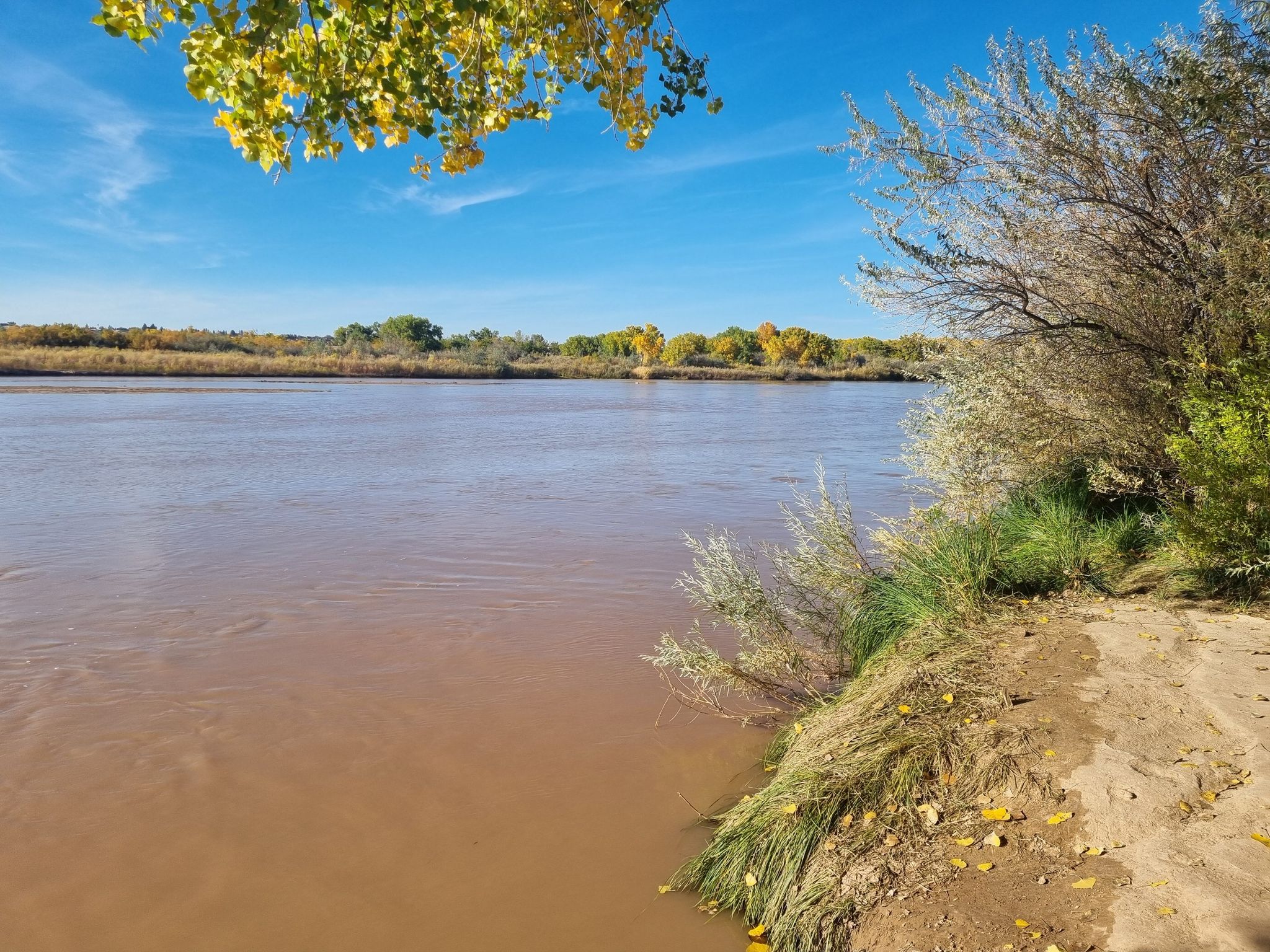 Sunny view of a wide, brown river bordered by trees and green grass. - Paseo del Bosque Trail – Paseo del Bosque Trail loop from Old Town
