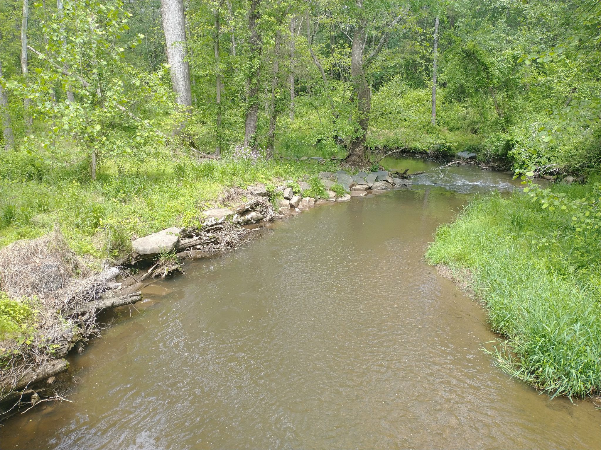 A winding stream flows through a lush green forest under bright daylight. - John Poole House loop from Germantown