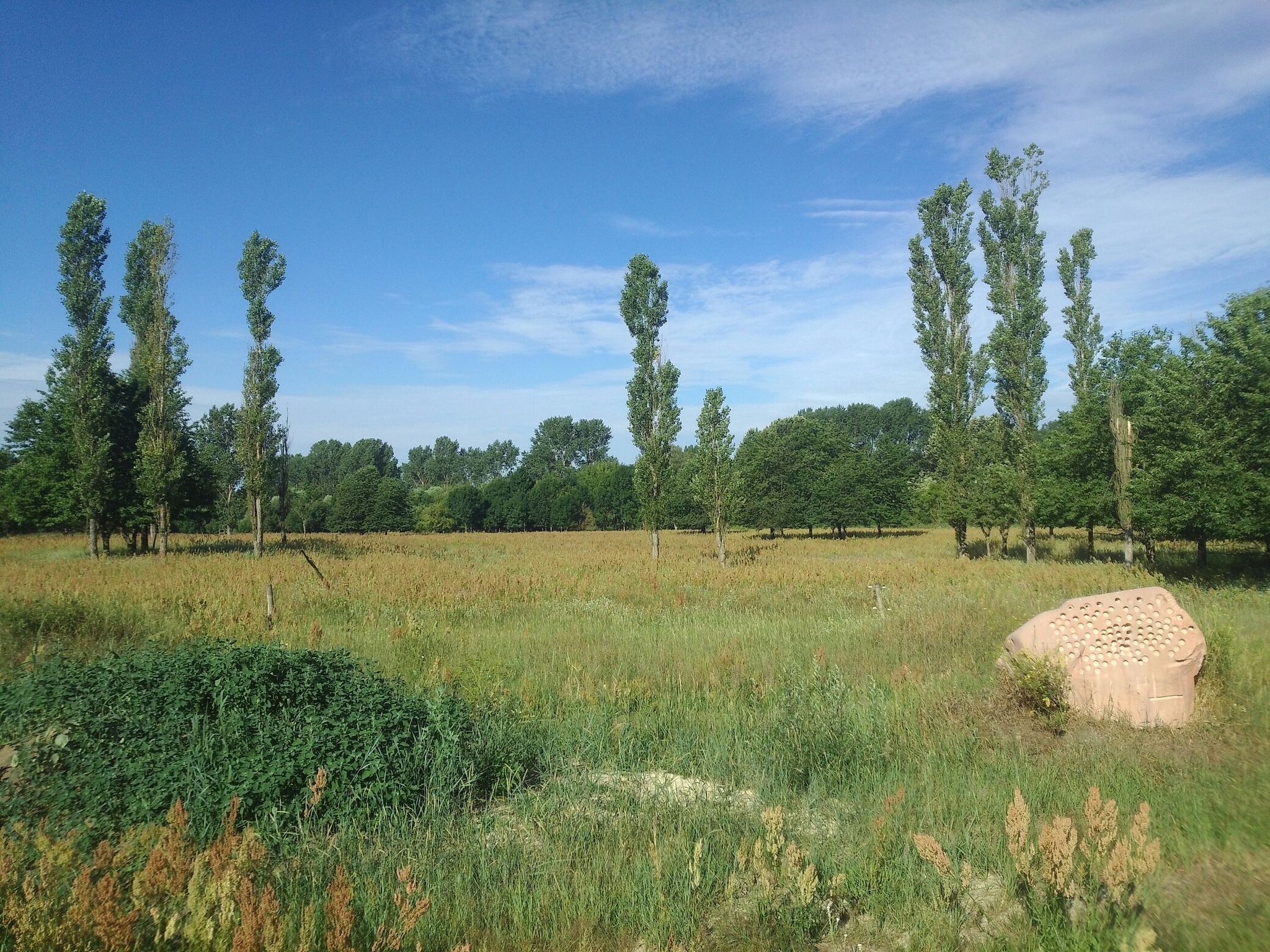 Hobrechtsfelder Rieselfelderlandschaft
