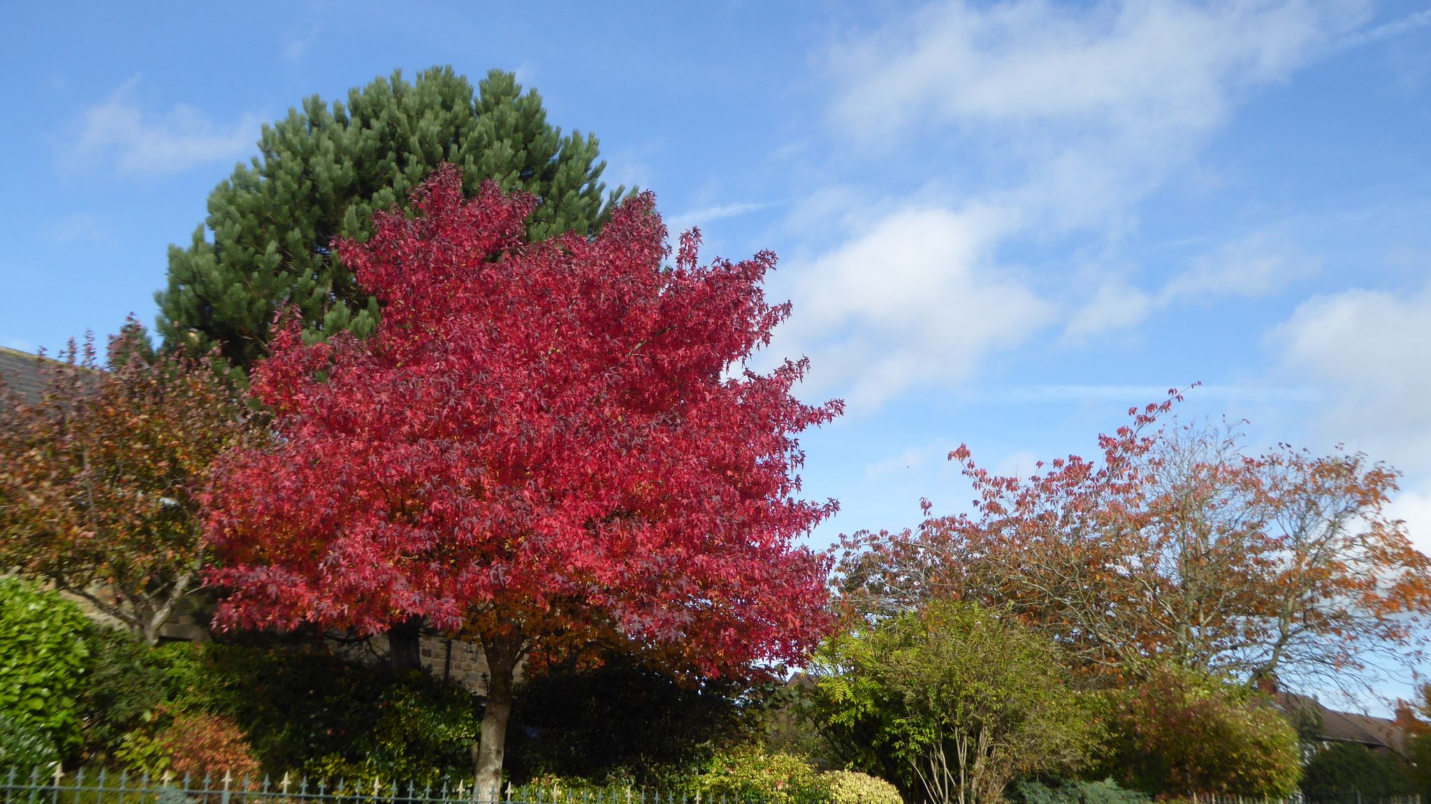 Sweet Gum Tree