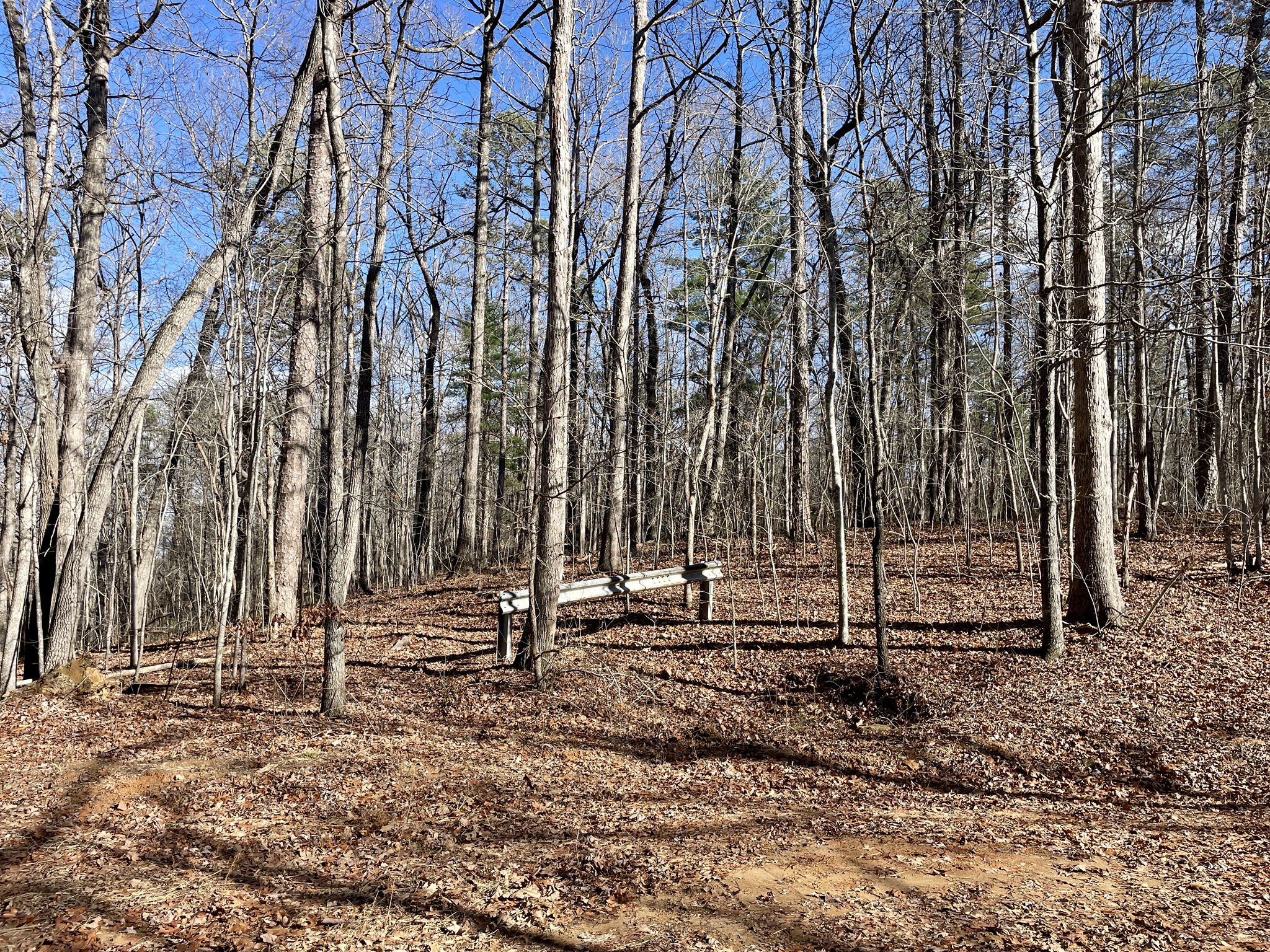 Sunny forest with bare trees, leaf-covered ground, and a wooden bench. - Contentment Falls to Train Trestle Trail
