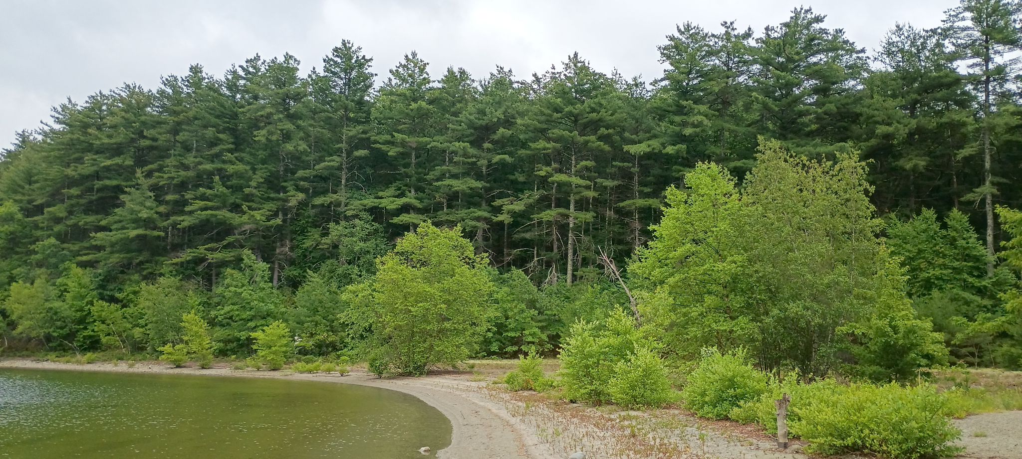 deep forest