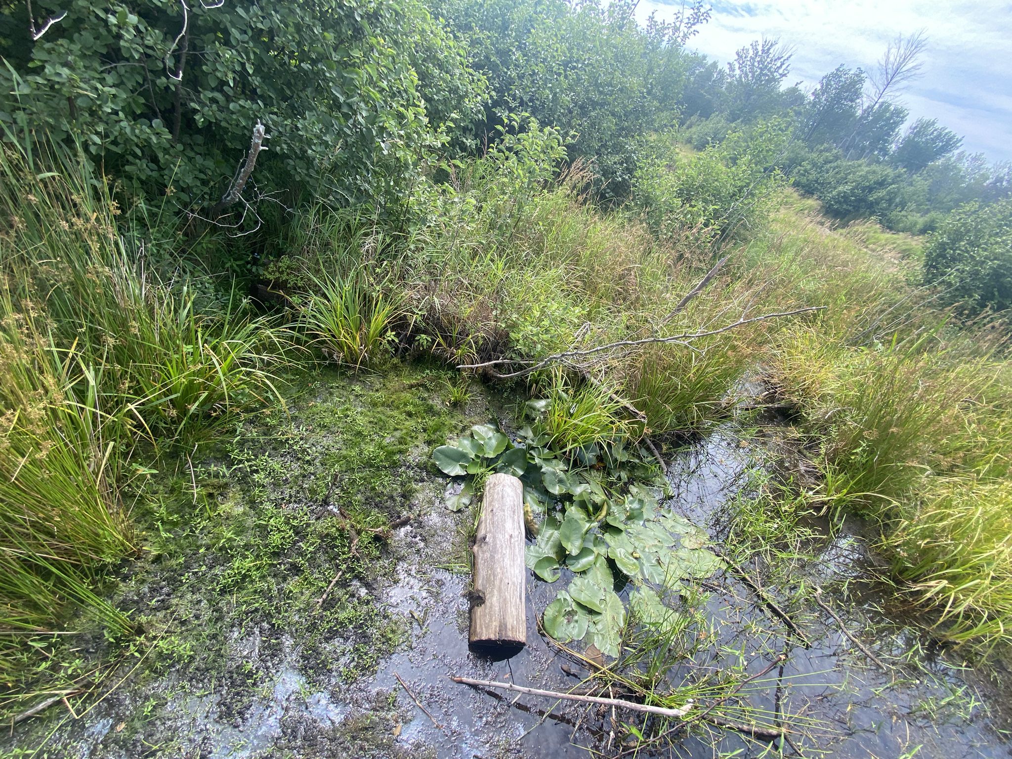 A log rests in a murky, overgrown pond with lily pads under diffused light. - Presque Isle Bog Walk
