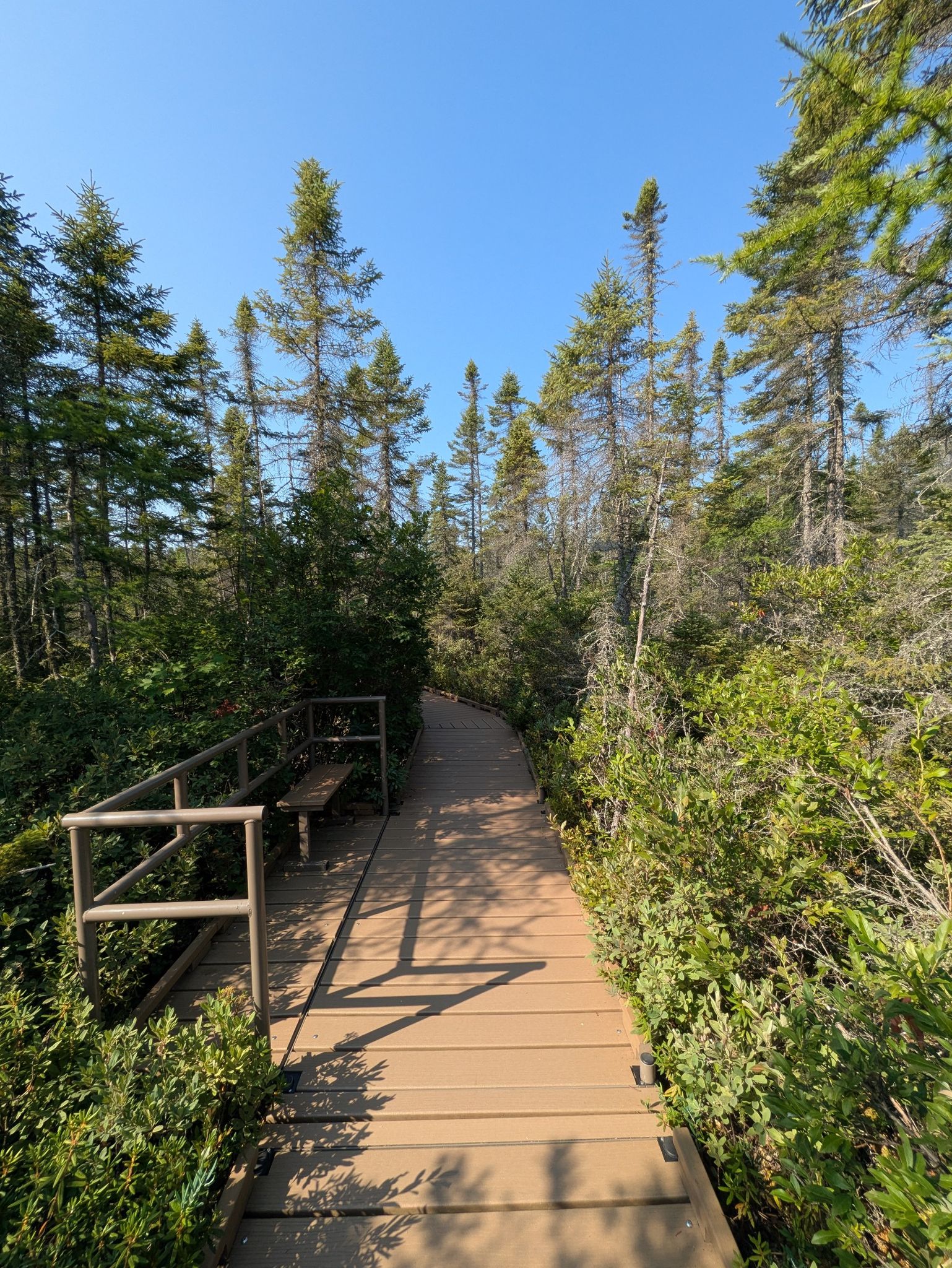Wooden boardwalk with a bench, surrounded by tall pine trees under a clear sky. - Orono Bog Boardwalk loop from Rolland F. Perry City Forest
