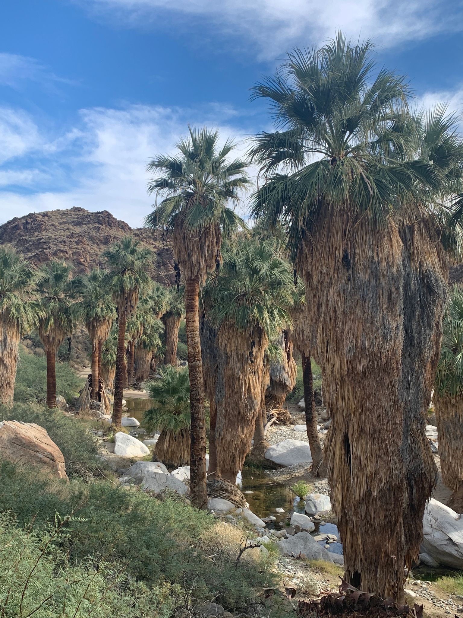 Palm trees and large rocks beside a small stream in a sunny canyon. - Palm Canyon – Palm Springs Art Museum loop from Vons Express
