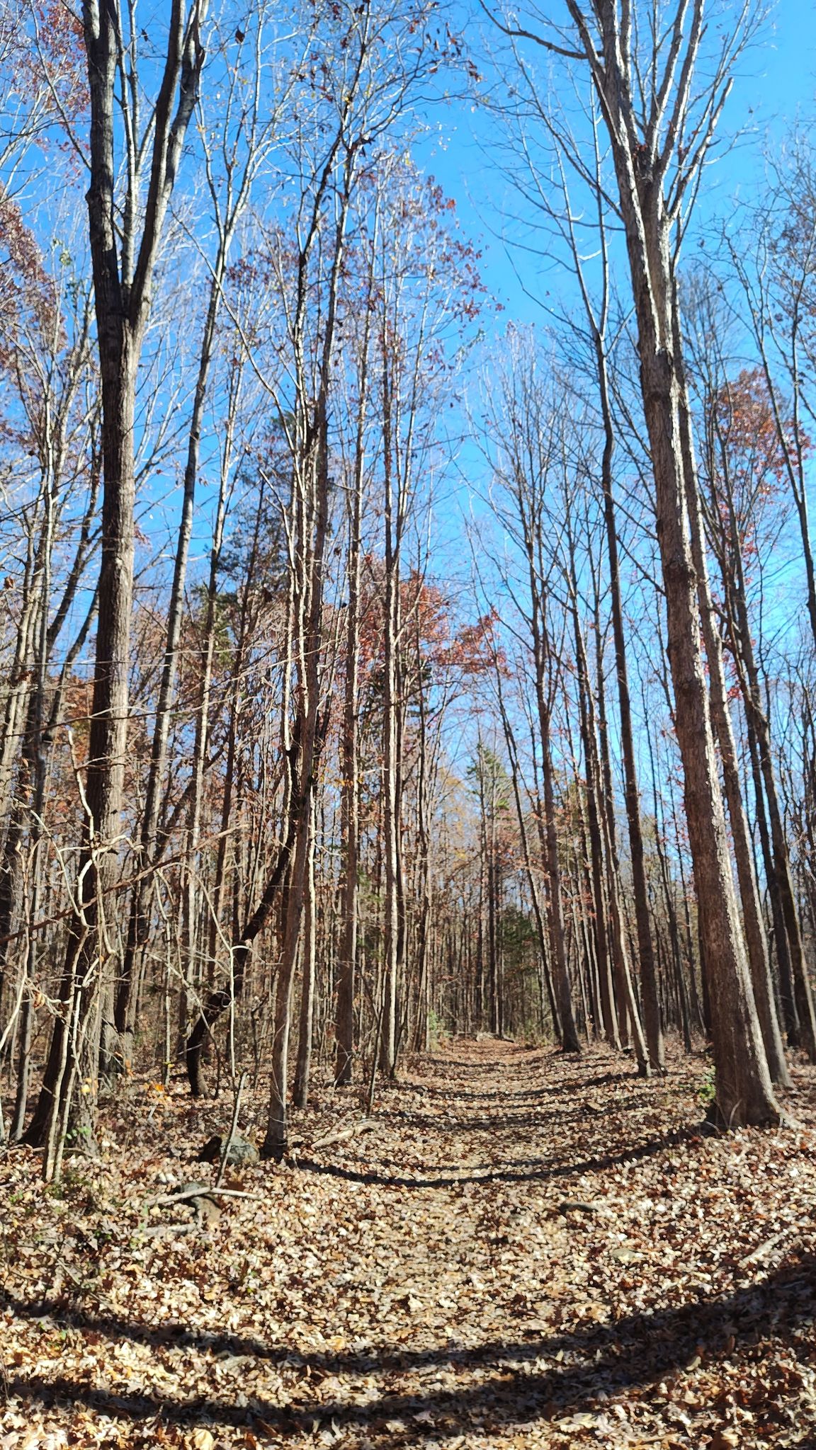 Tall, bare trees line a sunlit forest path under a clear blue sky. - Latta Nature Preserve loop from Latta Nature Preserve