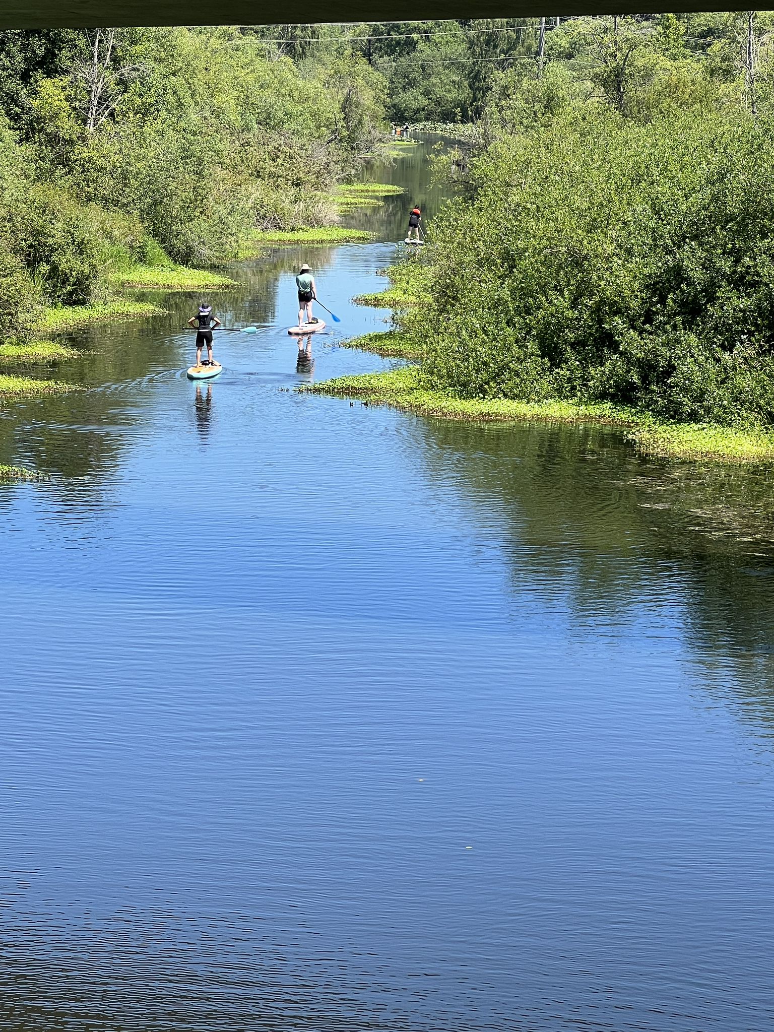Three people paddleboarding on a calm river surrounded by lush green plants. - Kennydale Beach Park – Eastrail loop from Bellevue Downtown
