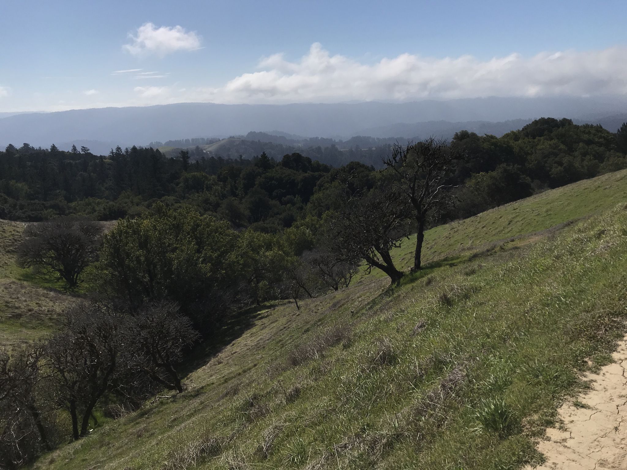 Green and golden hills with scattered trees under a partly cloudy sky. - Ancient Oaks Trail loop from Audry C. Rust Commemorative Site