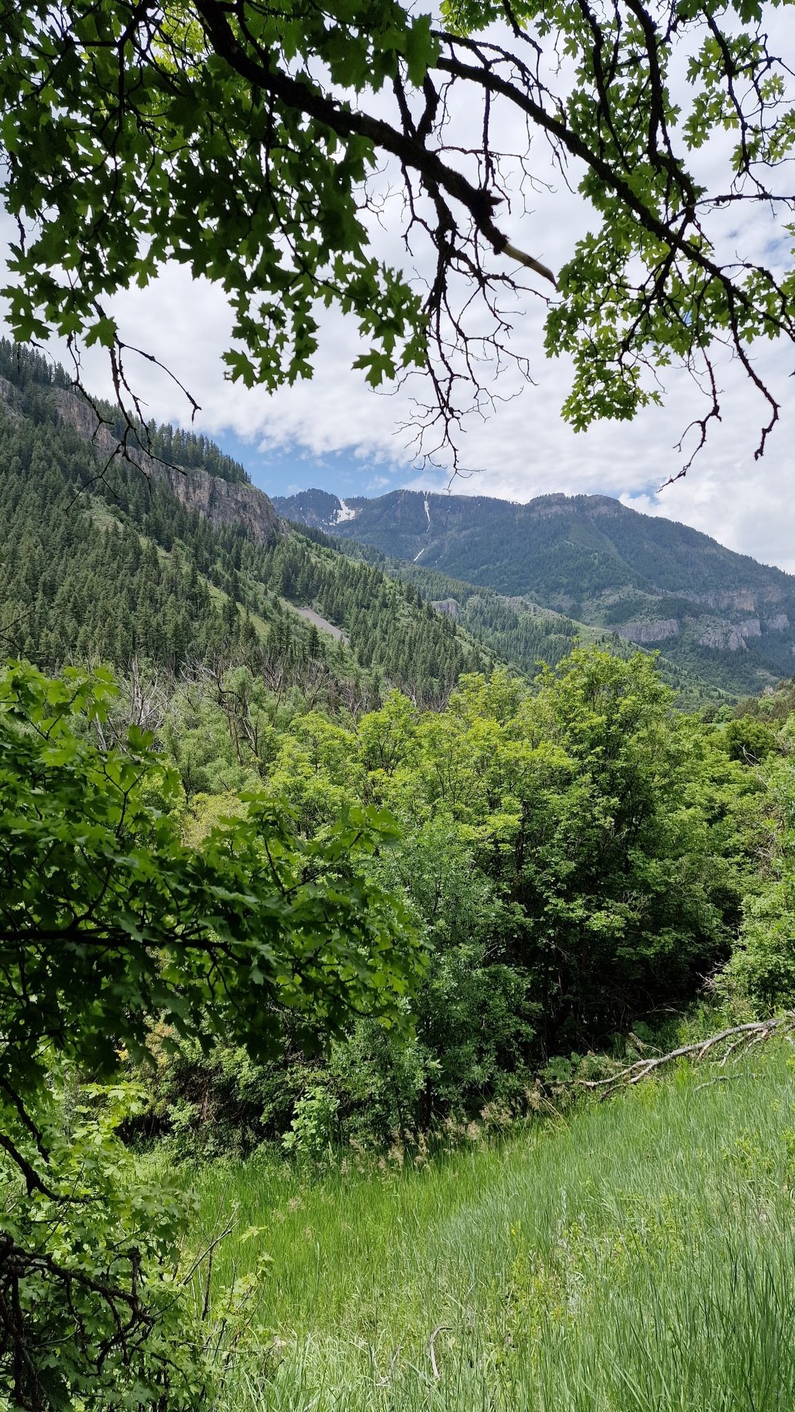 Lush green forest and grassy slope with distant mountains under cloudy sky. - Wind Cave Trail