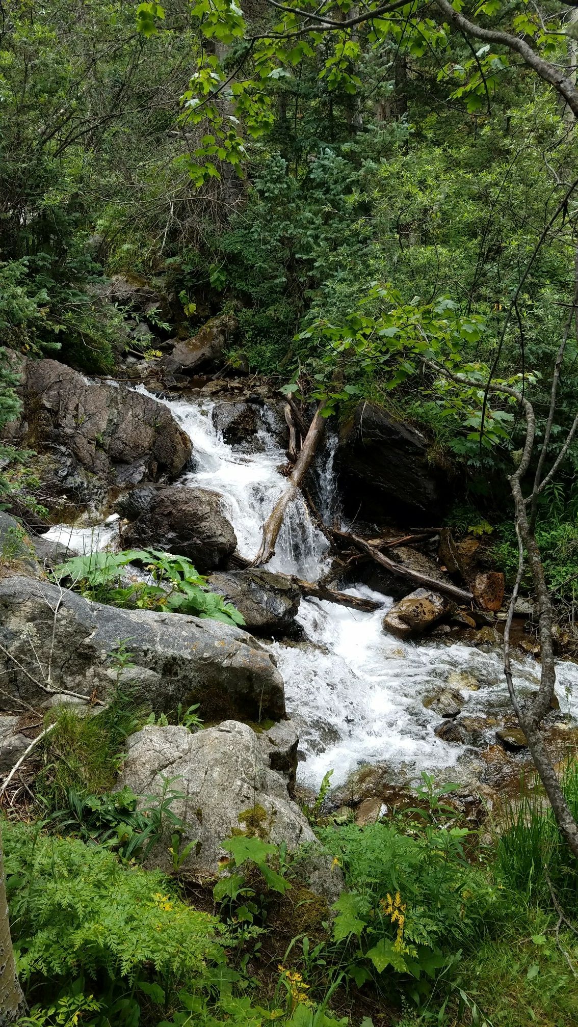 A rocky stream cascades through a lush green forest with dense foliage. - Bull of the Woods Mountain Trail