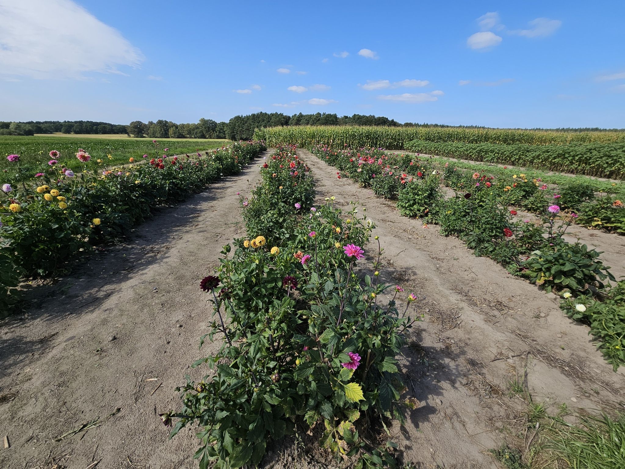 Blumen zum Selberpflücken