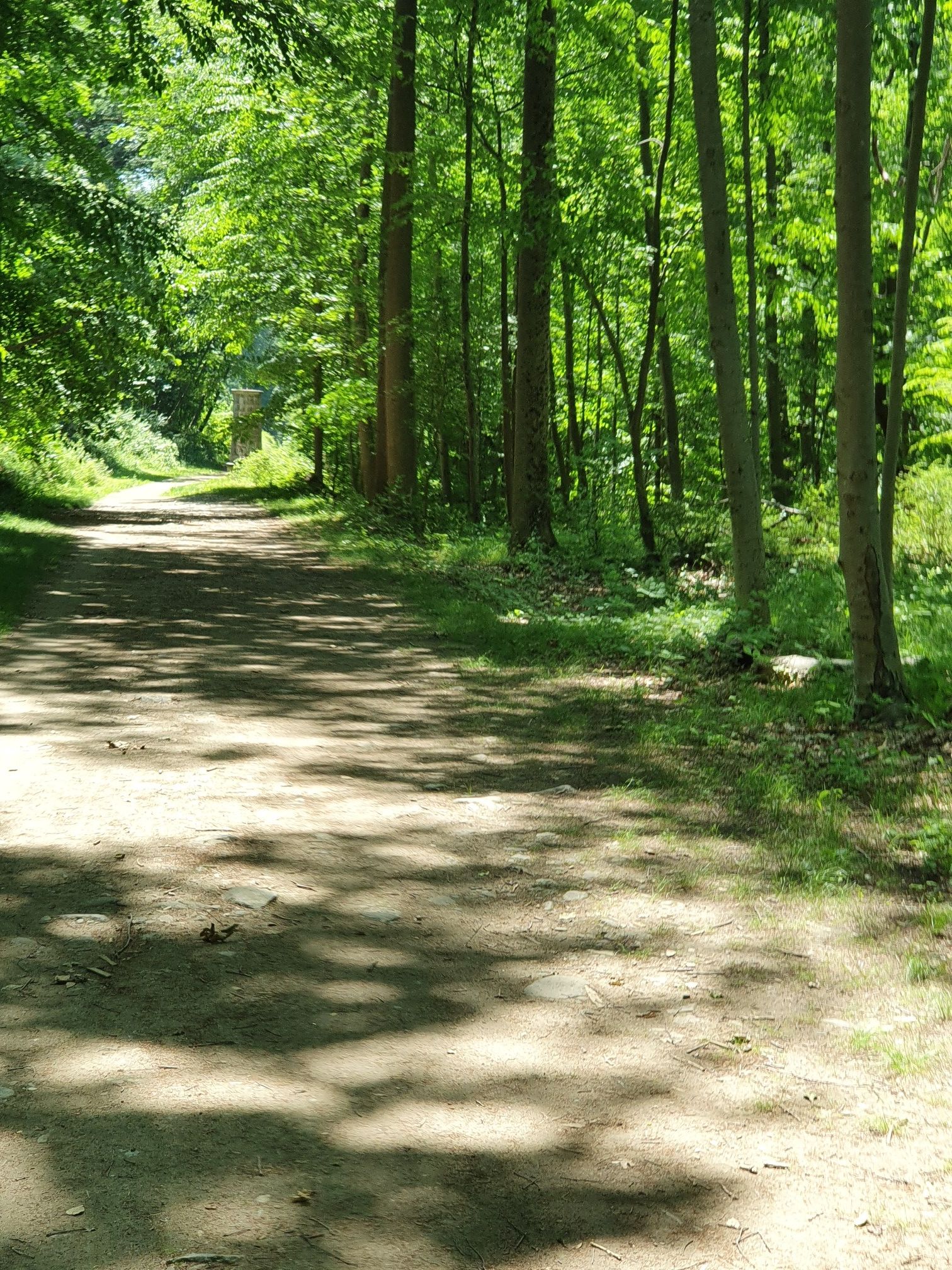Sunlit dirt path through a vibrant green forest with dappled shadows. - Old Croton Aqueduct Loop