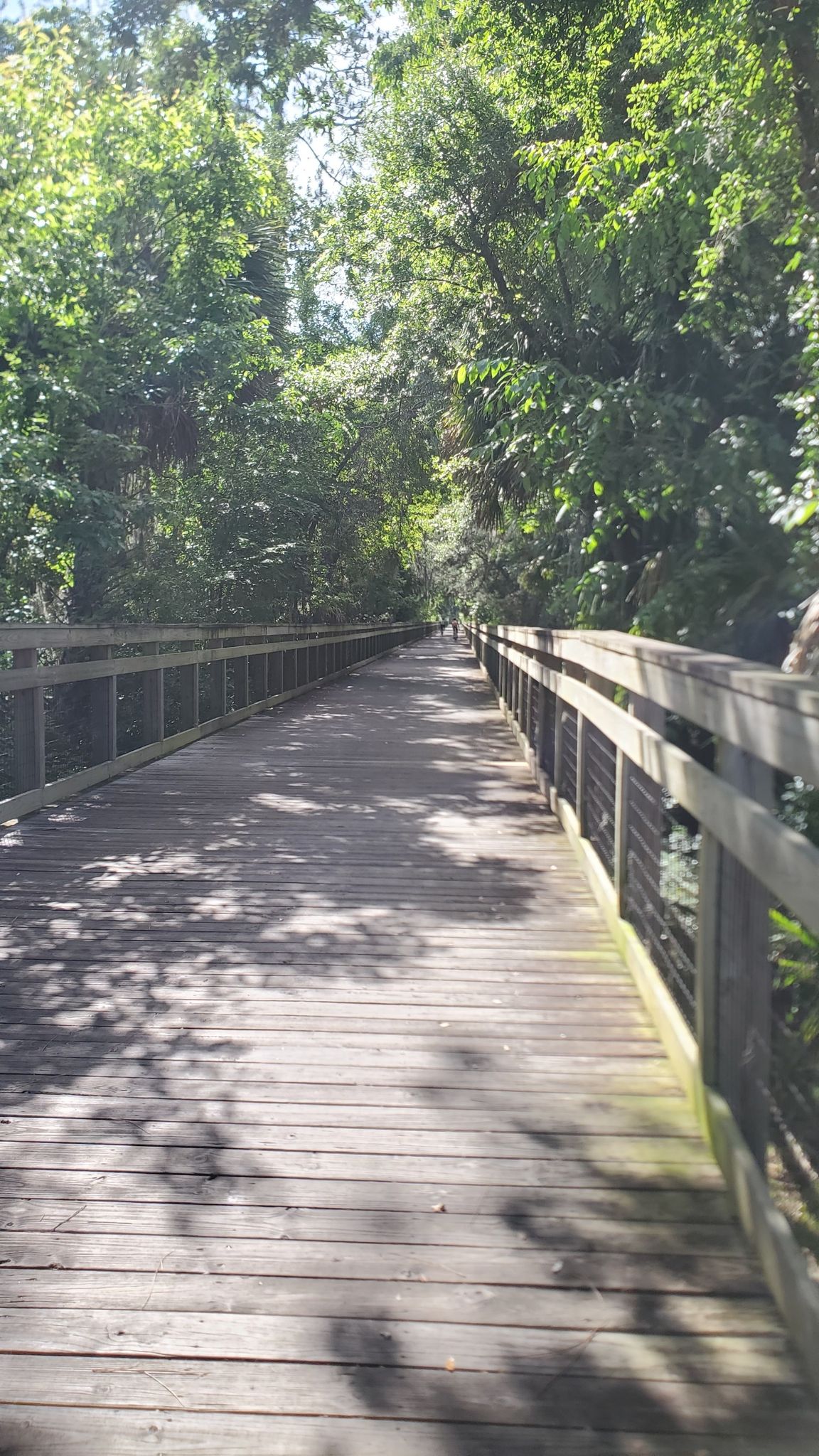 Sunny wooden boardwalk winding through a dense, green forest. - Green Springs Park – Gemini Springs Park loop from Stone Island
