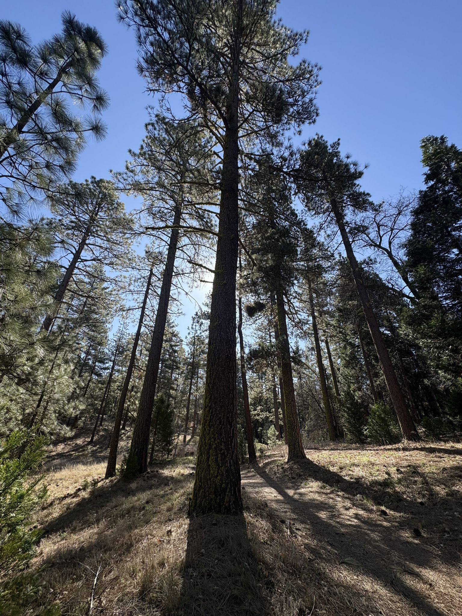 Tall pine trees reaching for a bright sky, sun shining through. - Red-Tailed Roost and Agua Dulce Trail Loop