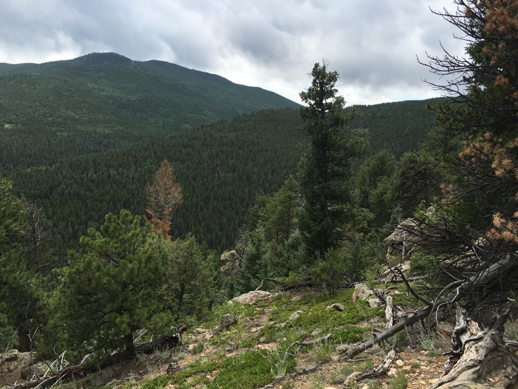 Dense green forest covers rolling mountains under a cloudy sky. - Black Bear, Mule Deer, and Horseshoe Trail Loop