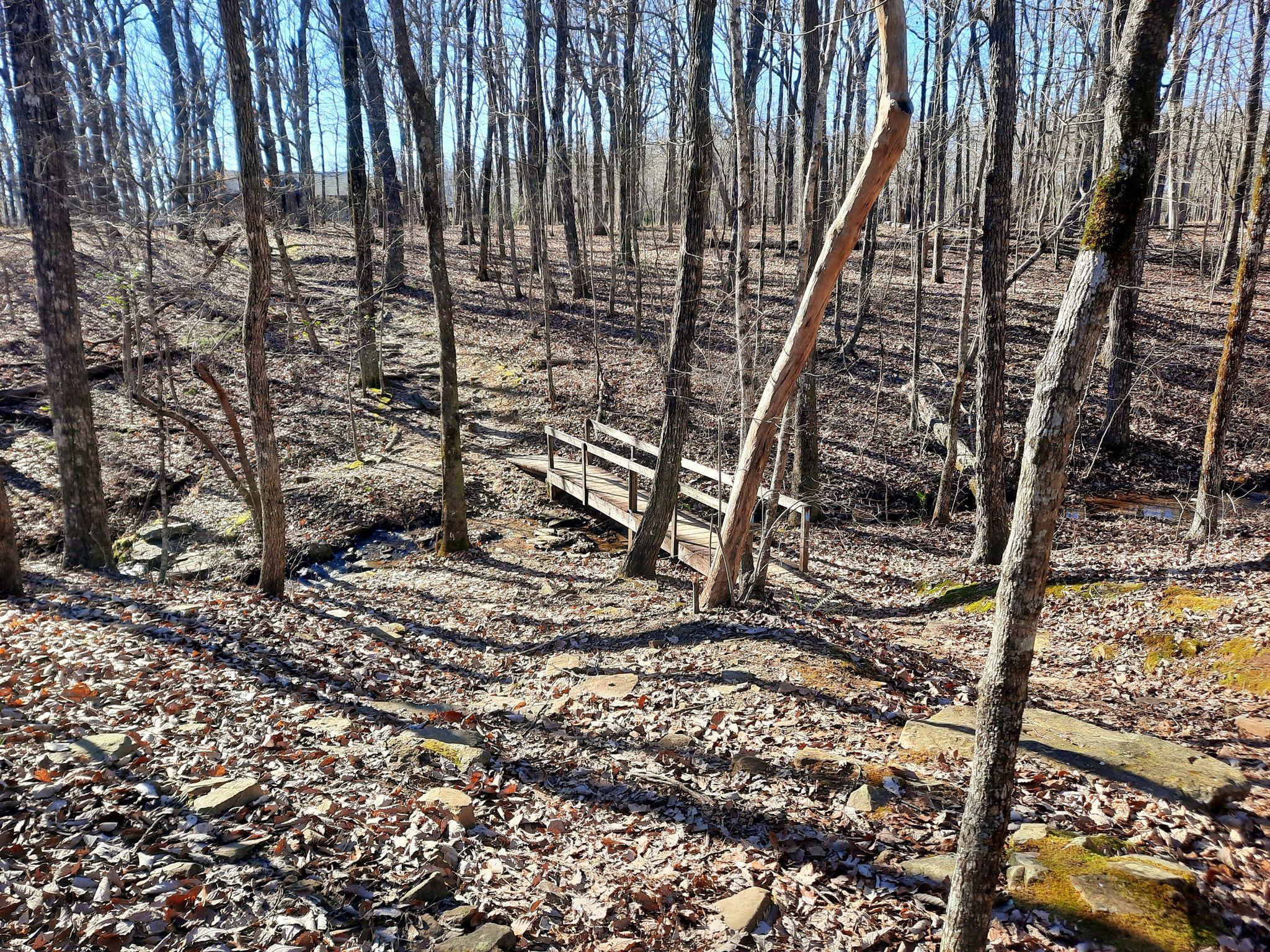 A wooden footbridge crosses a small stream in a sunny, leafless forest. - Japanese Tea Garden – Monte Sano Fire Tower loop from Monte Sano State Park