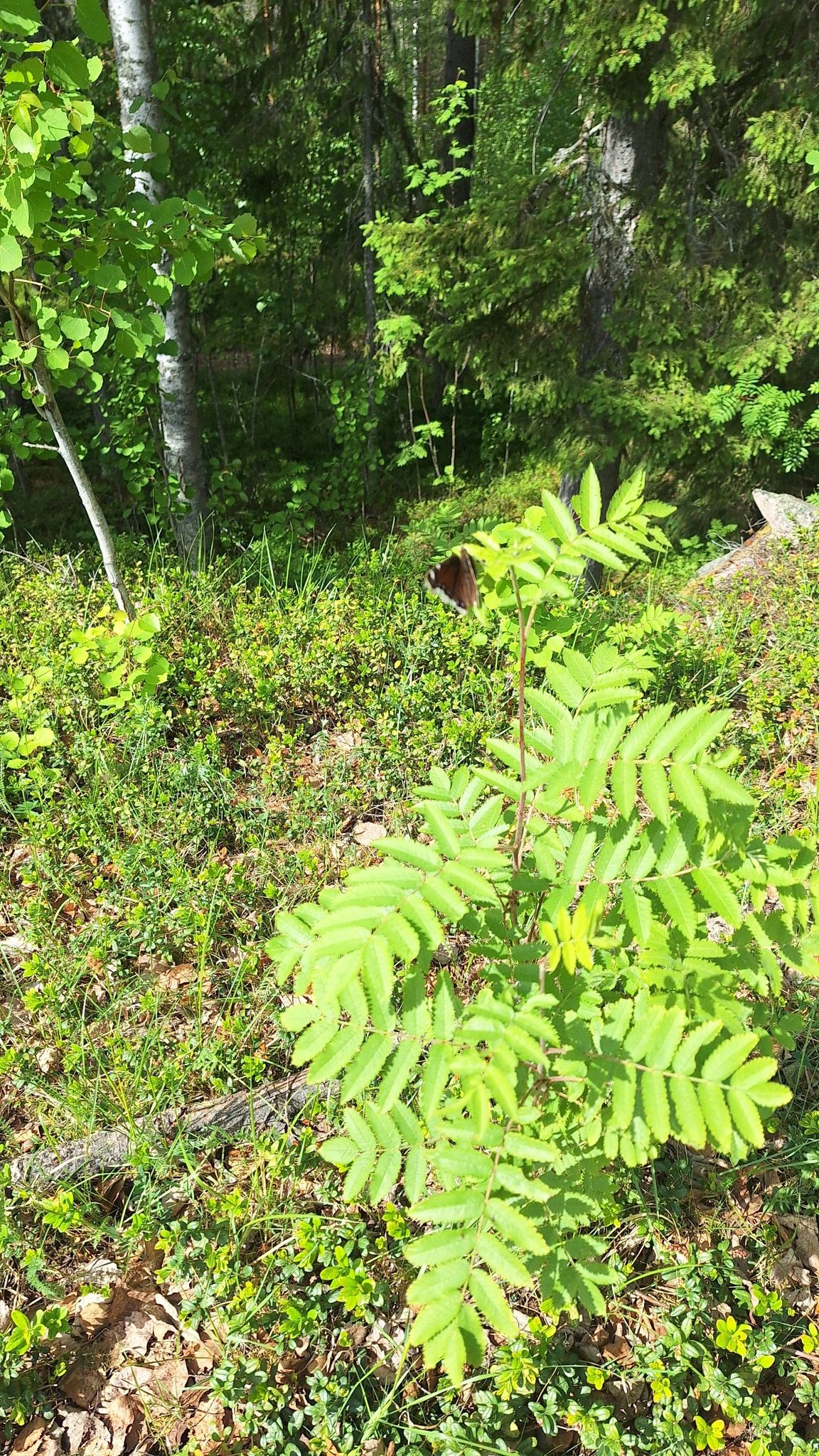 butterfly or moth?