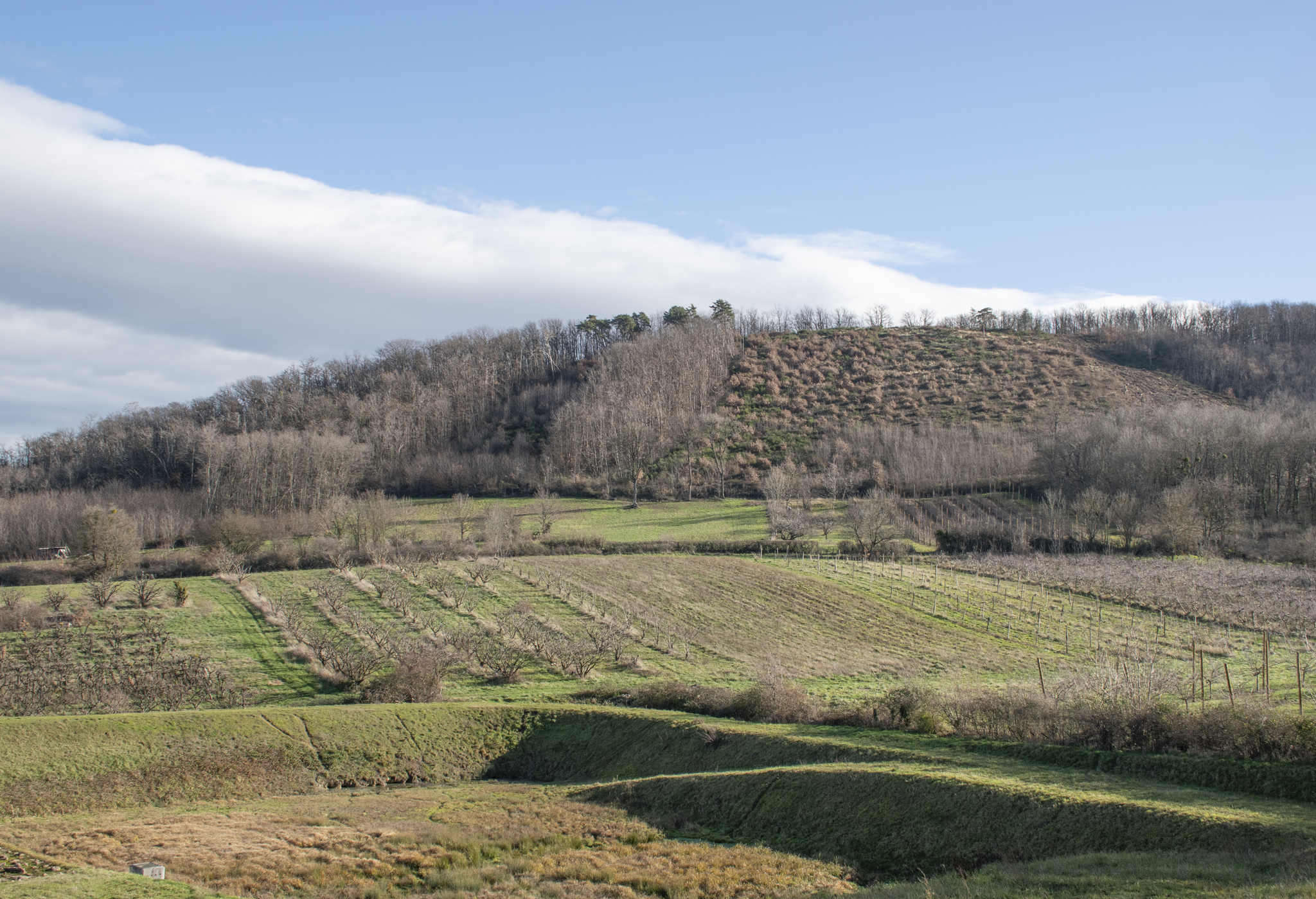 Enfrichement du massif