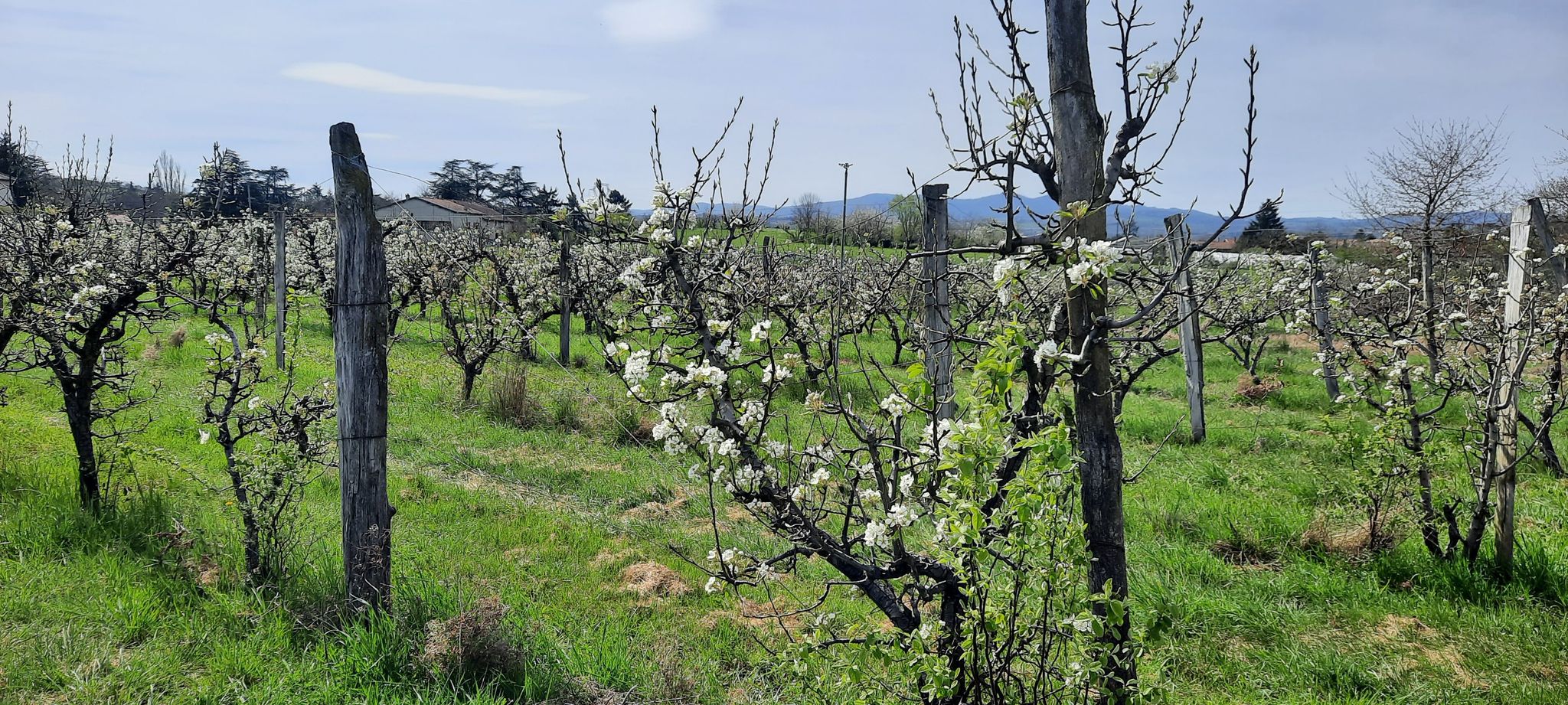 poiriers en fleurs
