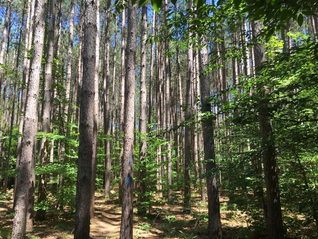 A dense forest of tall, slender trees with dappled sunlight on the ground. - North Country Trail: 40th Street to White Cloud