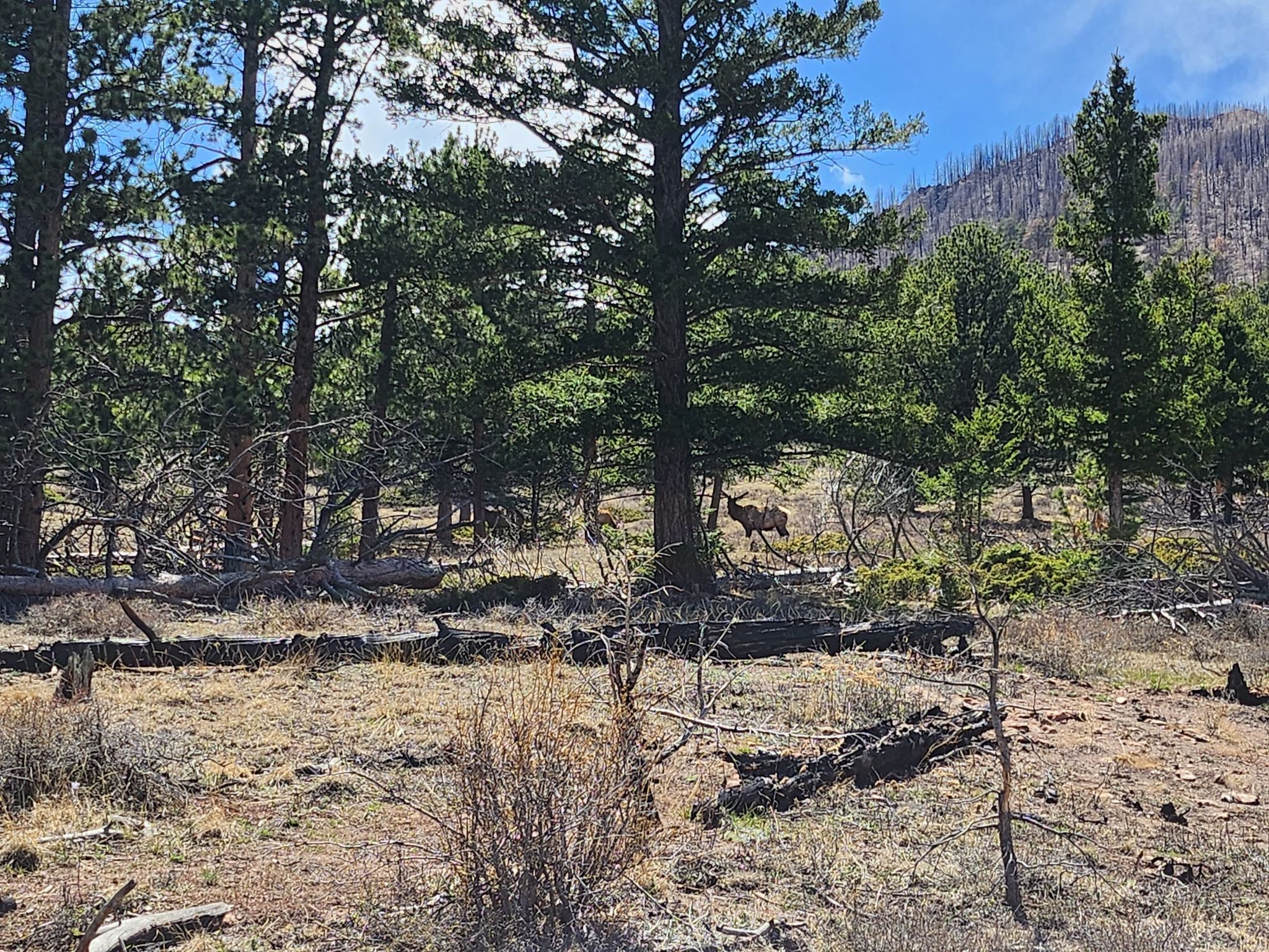 A large elk stands among pine trees and dry grass on a sunny day. - Upper Beaver Meadow Loop