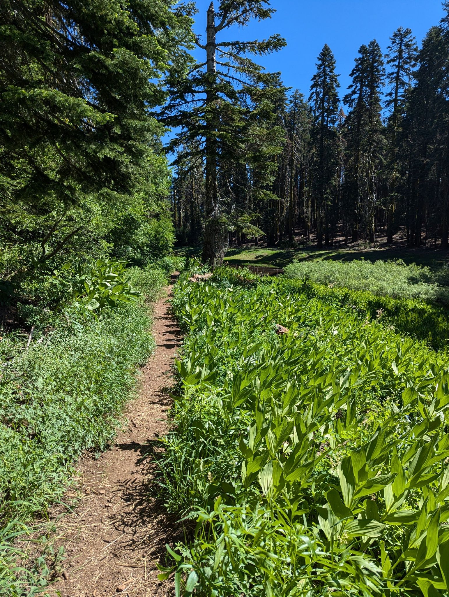 A narrow dirt path winds through a dense green meadow and tall pine forest. - Pacific Crest Trail to Spanish Peak