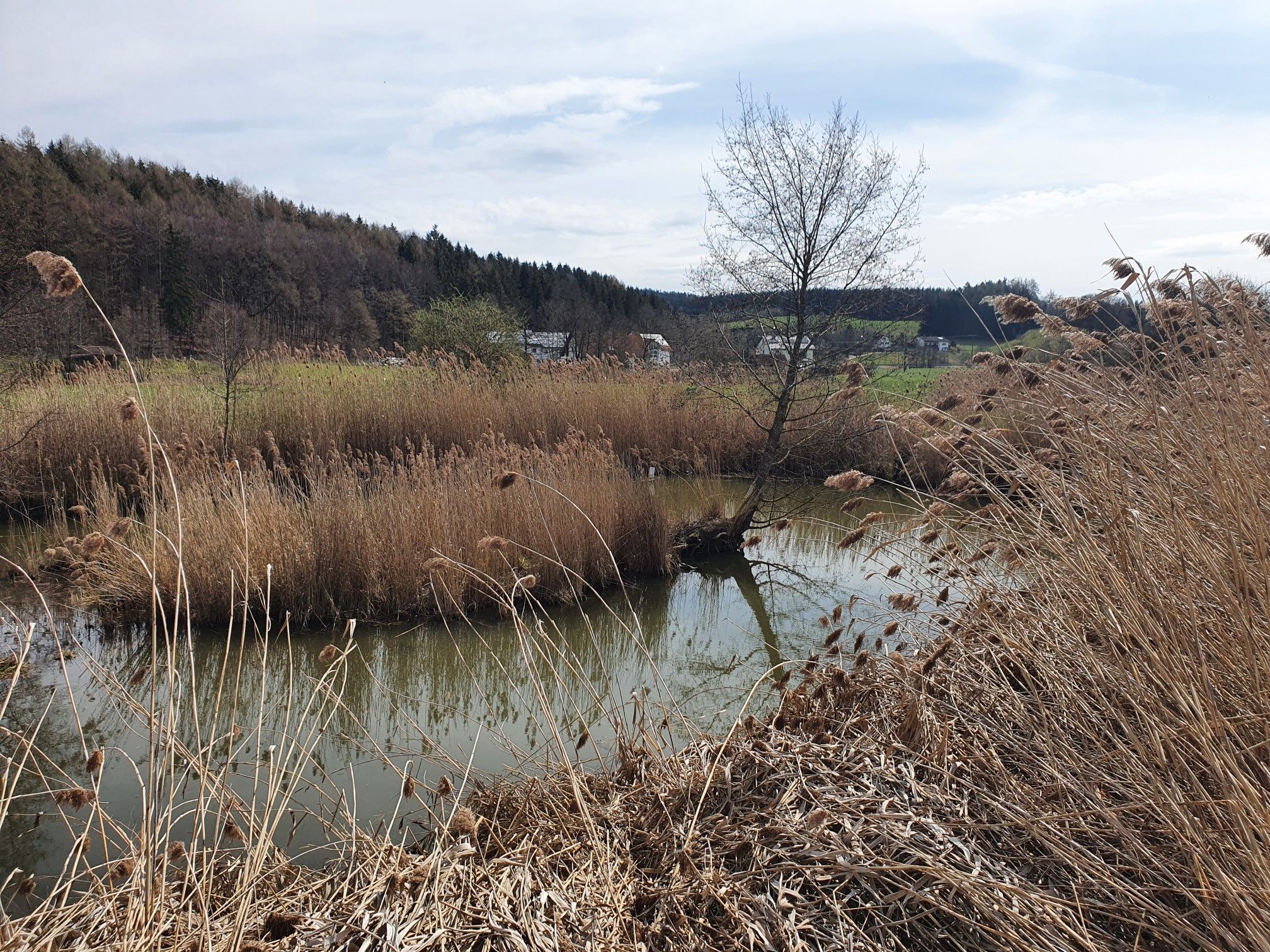 Weiher bei Mickhausen
