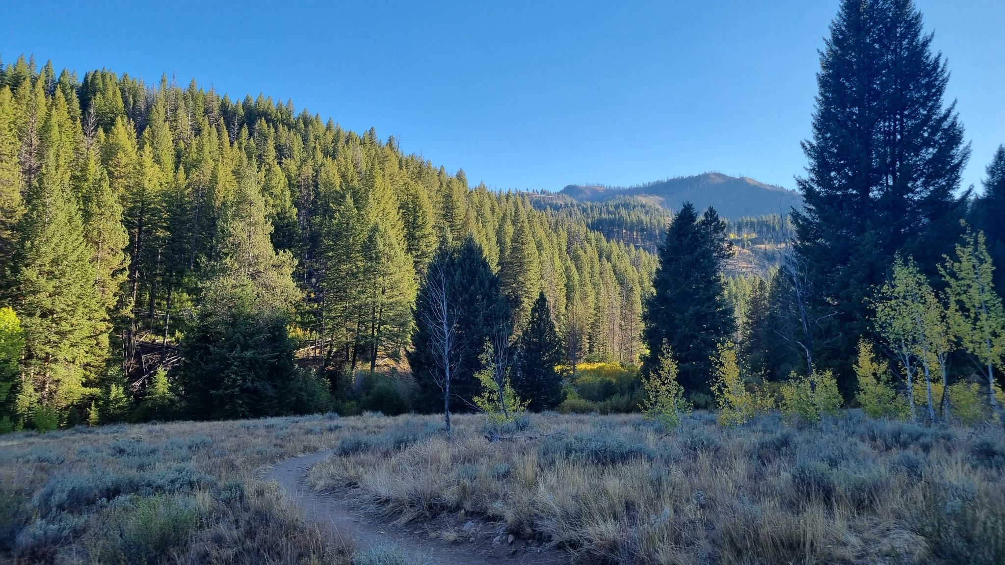 A sunny meadow with a dirt path surrounded by dense pine forests. - Running loop from Sun Valley