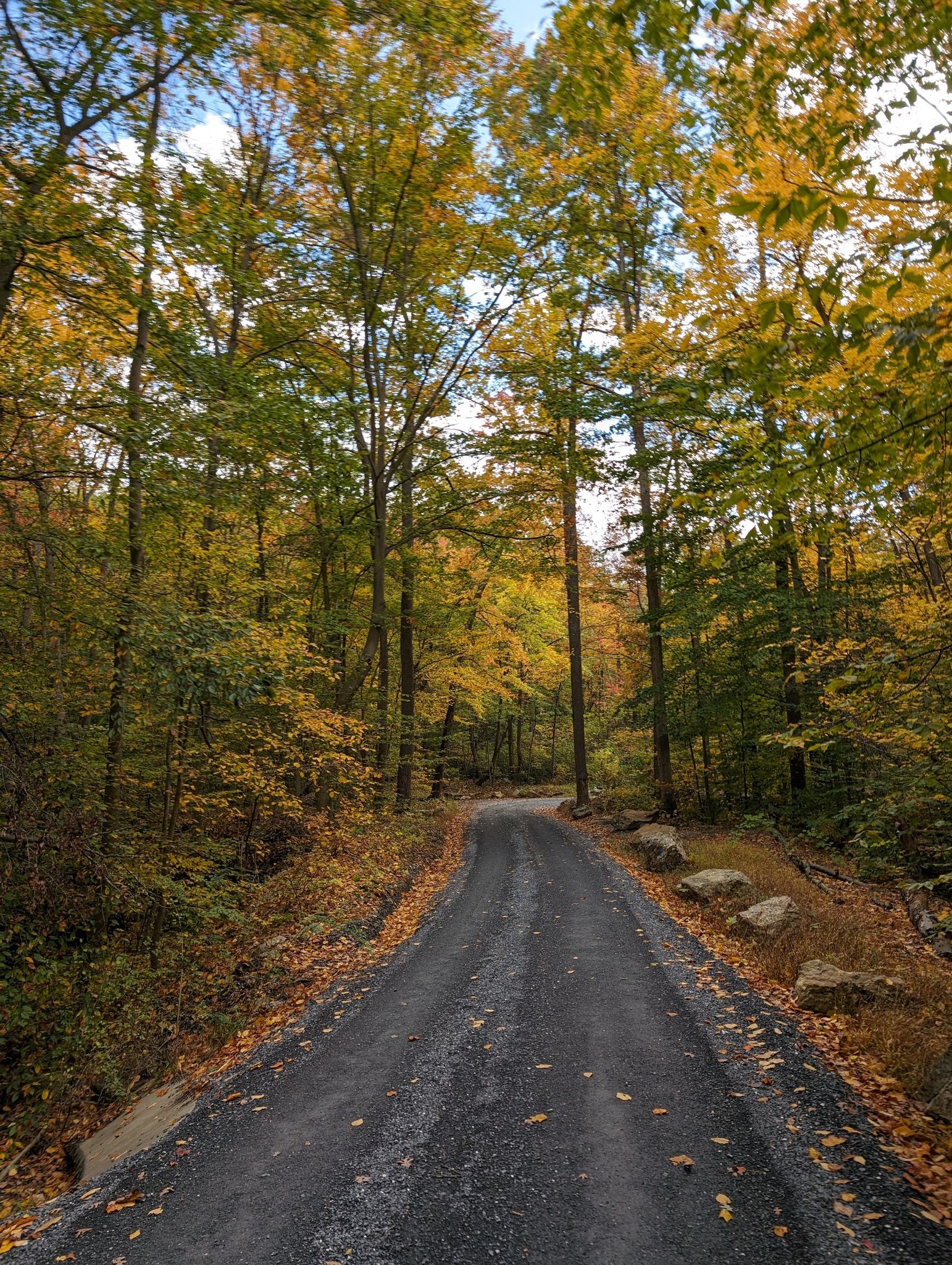 Paved road winding through an autumn forest with colorful trees. - White Rocks loop from Sugarloaf Mountain