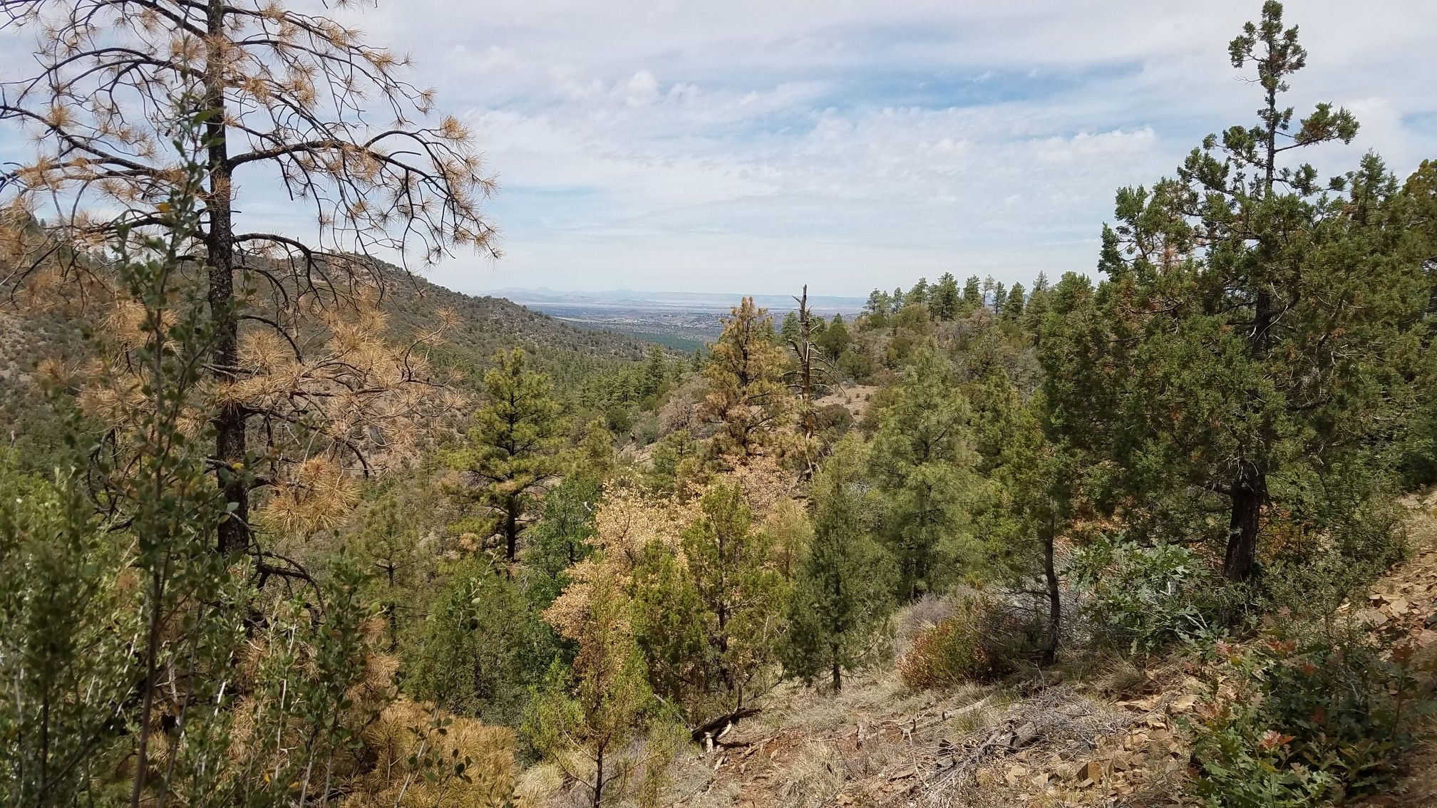 Forested hillside with dead and green trees under a partly cloudy sky. - Smith Ravine Trail & Homestead Trail loop