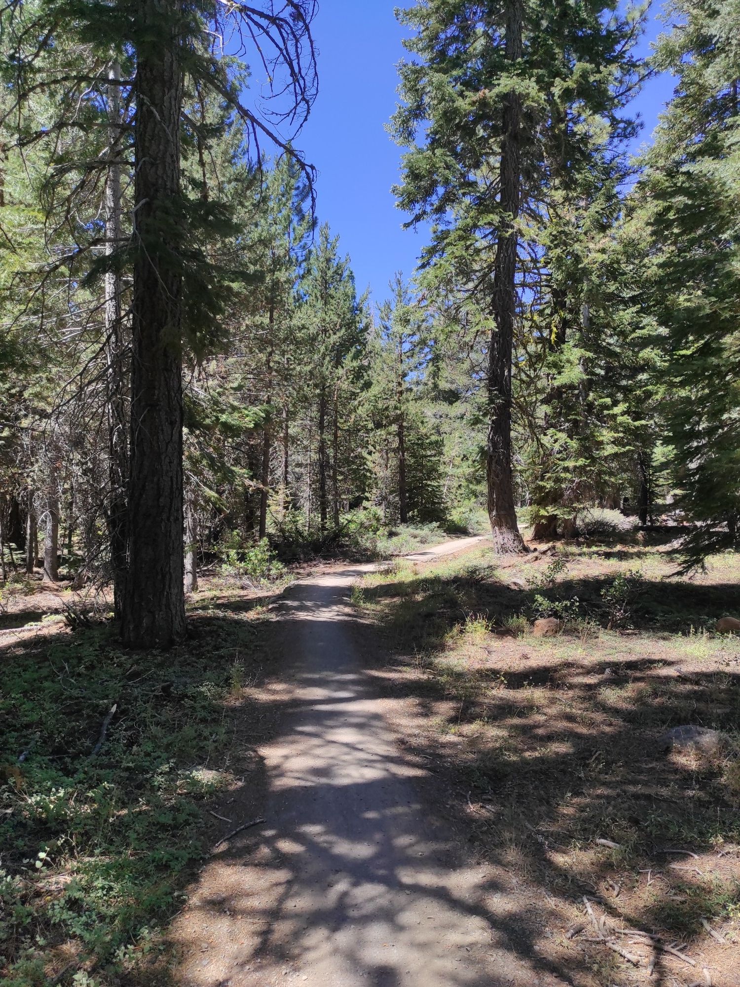 Shady dirt path through a pine forest under a bright blue sky. - Tahoe XC Antone Meadows Loop