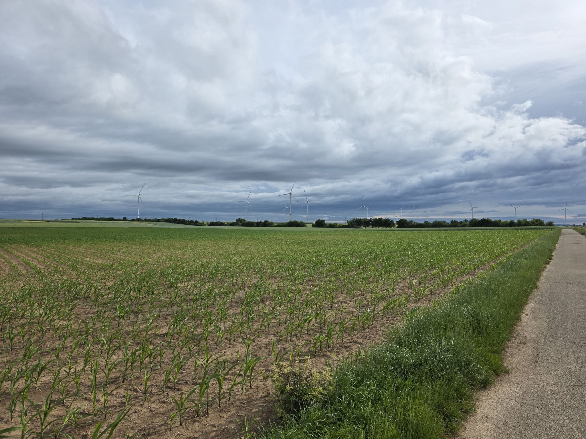 Windmühlen ohne Ende....