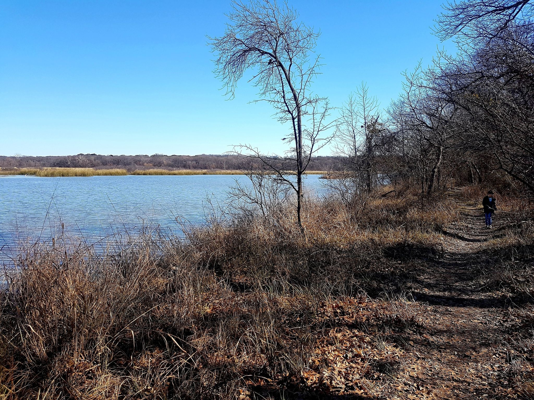 Sunny lakeside path with dry grass, bare trees, and a distant person. - Riverbottom Trail
