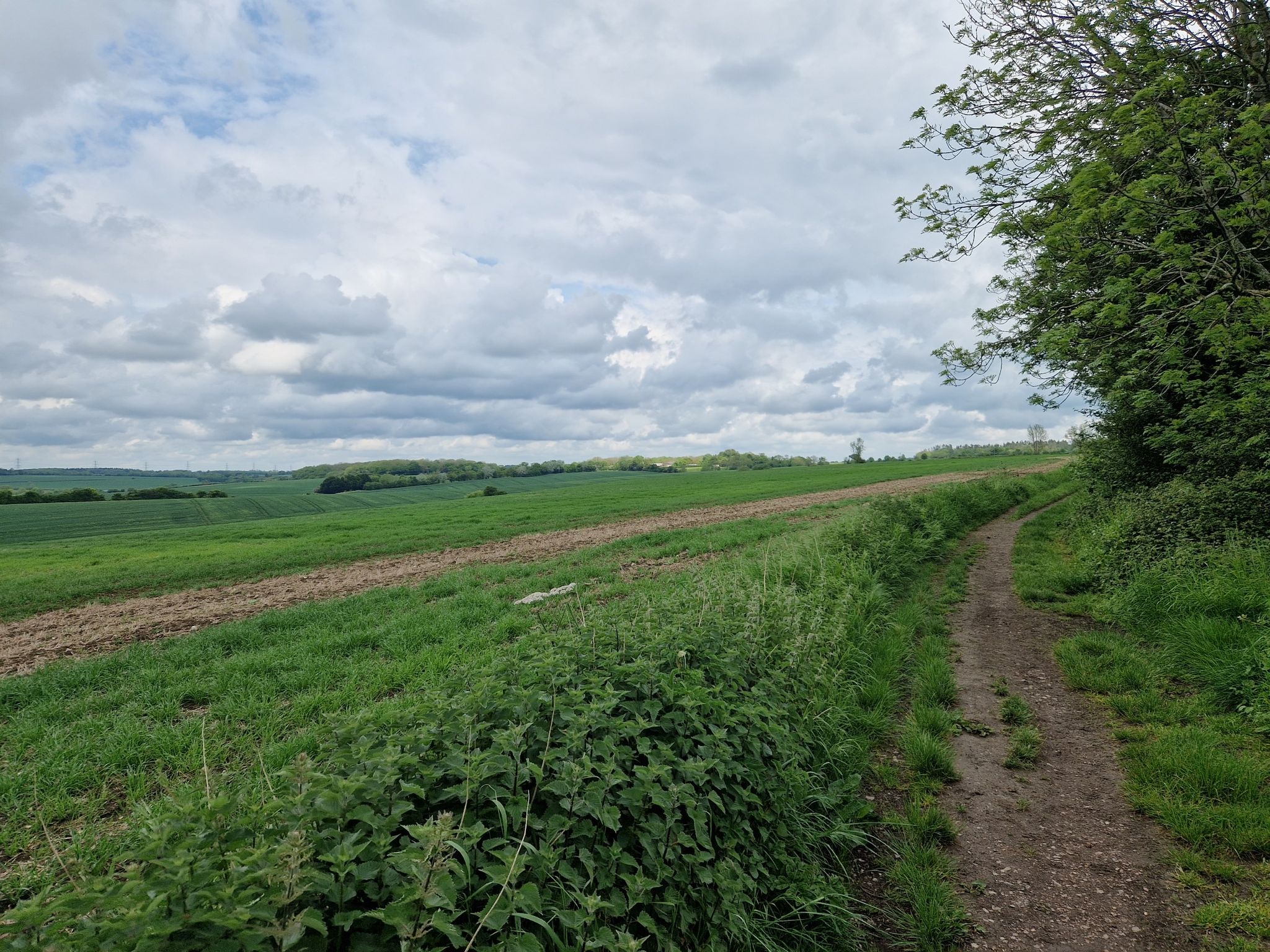 Beautiful open field view