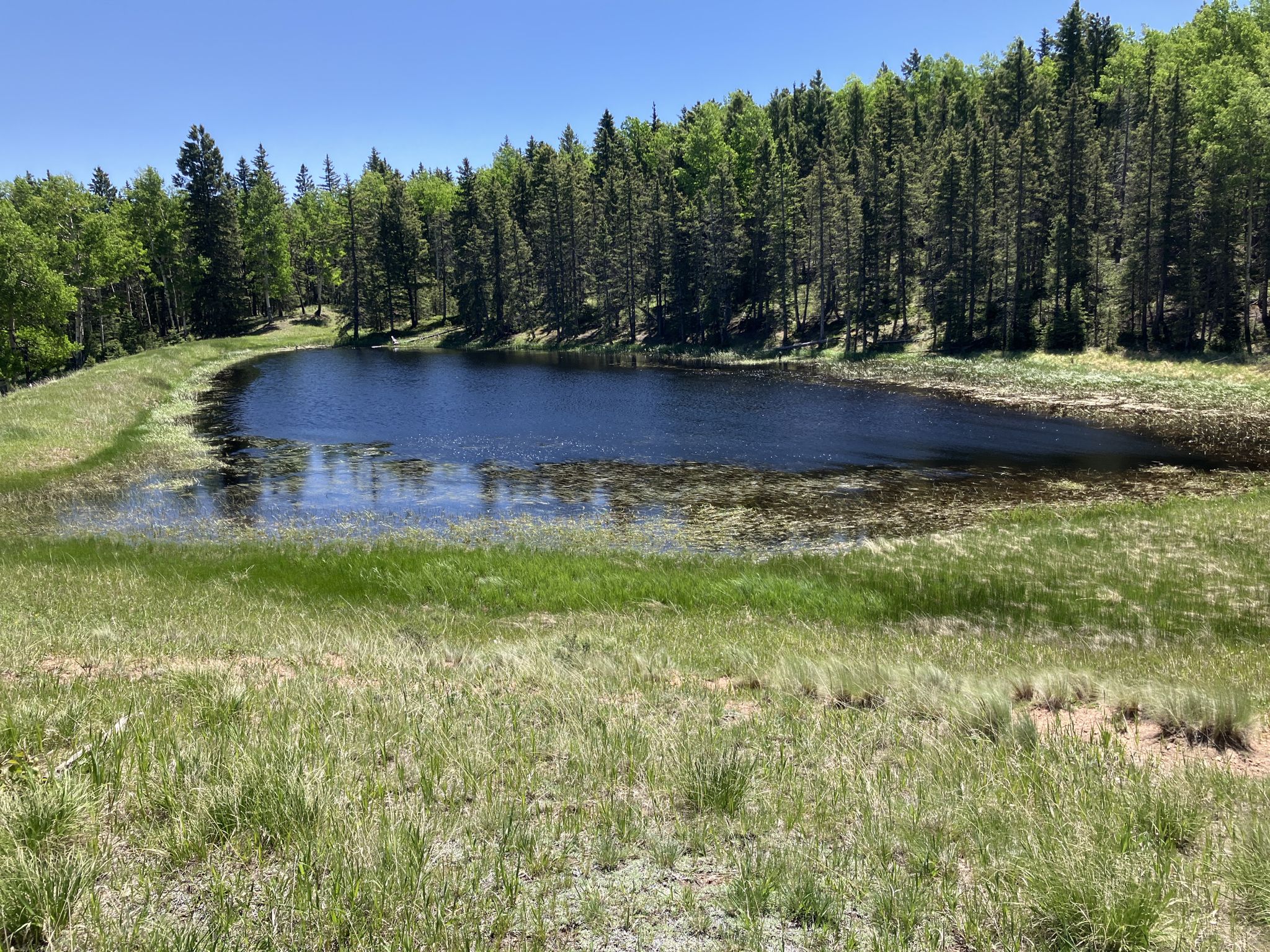 Small dark pond surrounded by green grass and dense evergreen trees on a sunny day. - Buffalo Rock and Cahill Pond Loop