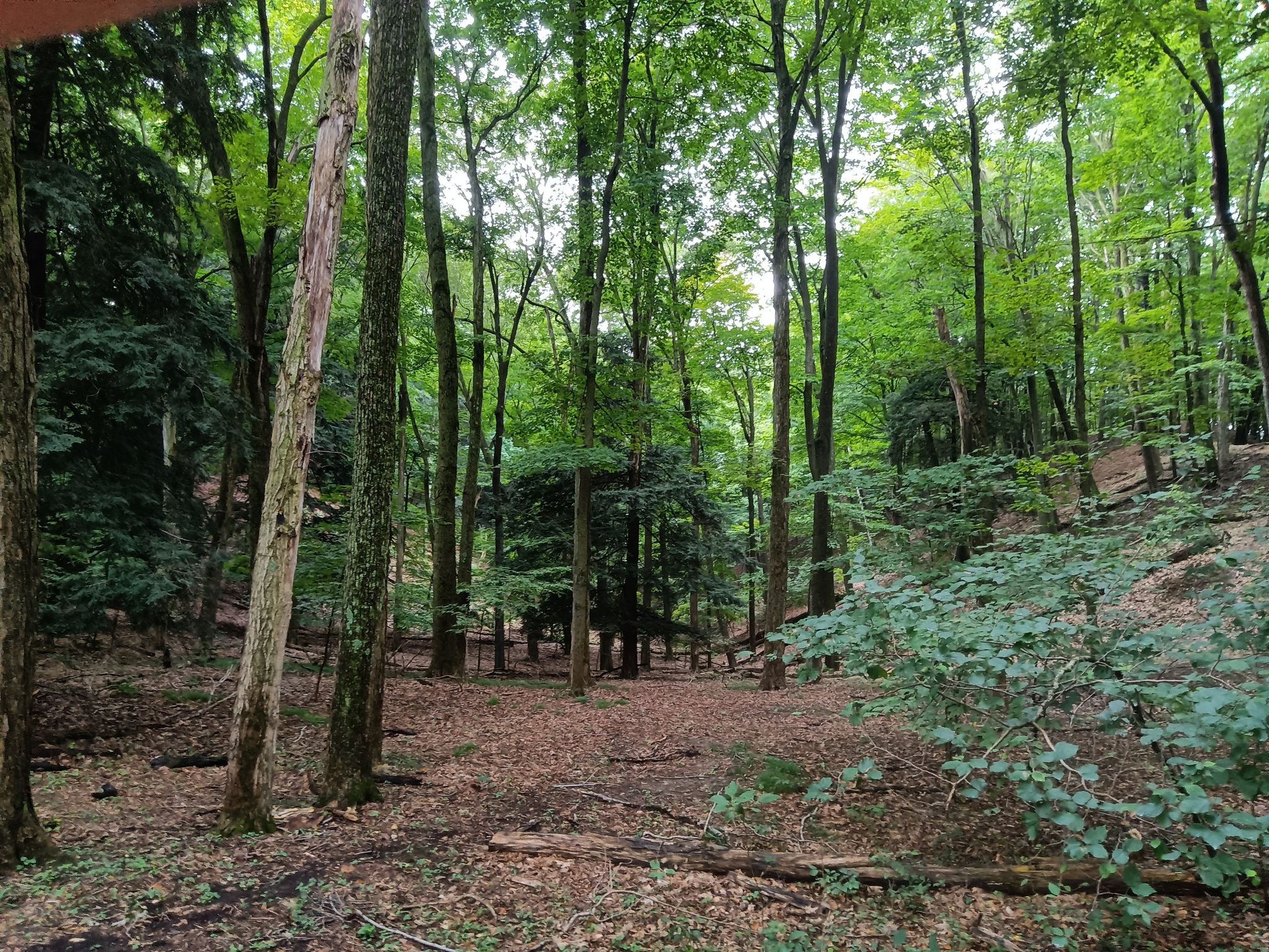 A sunlit clearing in a dense, green forest with fallen leaves. - North Trail Inner Loop