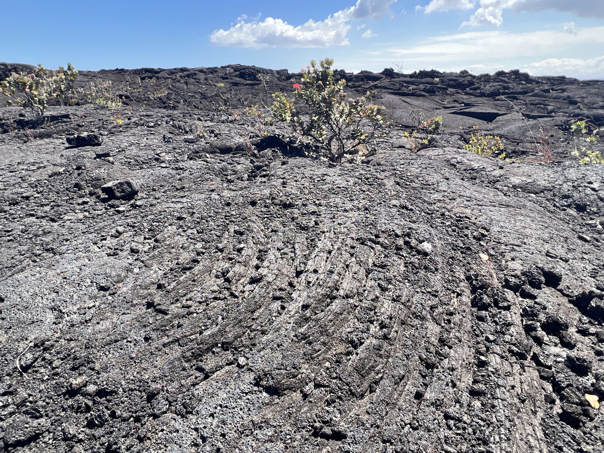 Close-up of textured dark lava rock with small plants growing, under bright sun. - Pu‘u Huluhulu Trail – Hawai‘i Volcanoes National Park