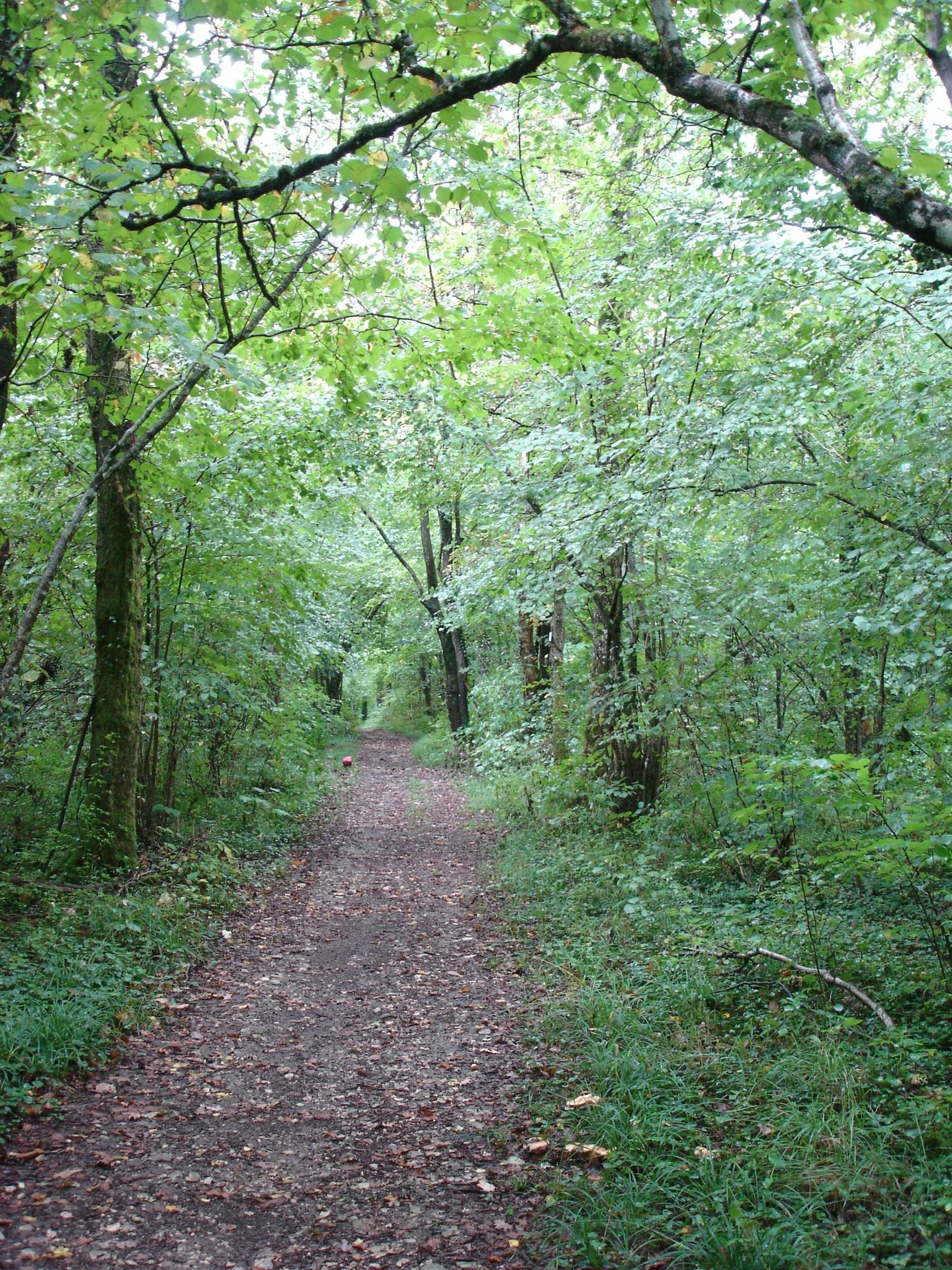 Détour en forêt...