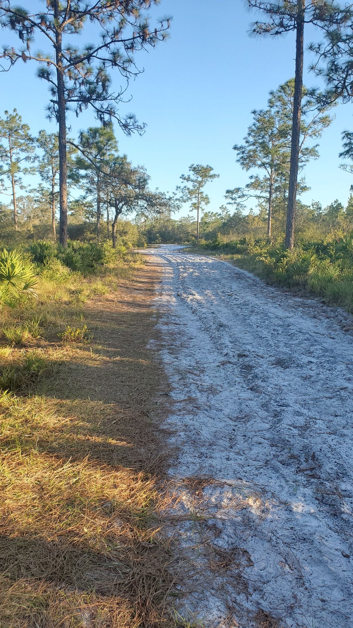 Sandy path through a sunny, sparse pine forest with clear sky. - Center Trail – Martin Pond loop from Eagles Roost