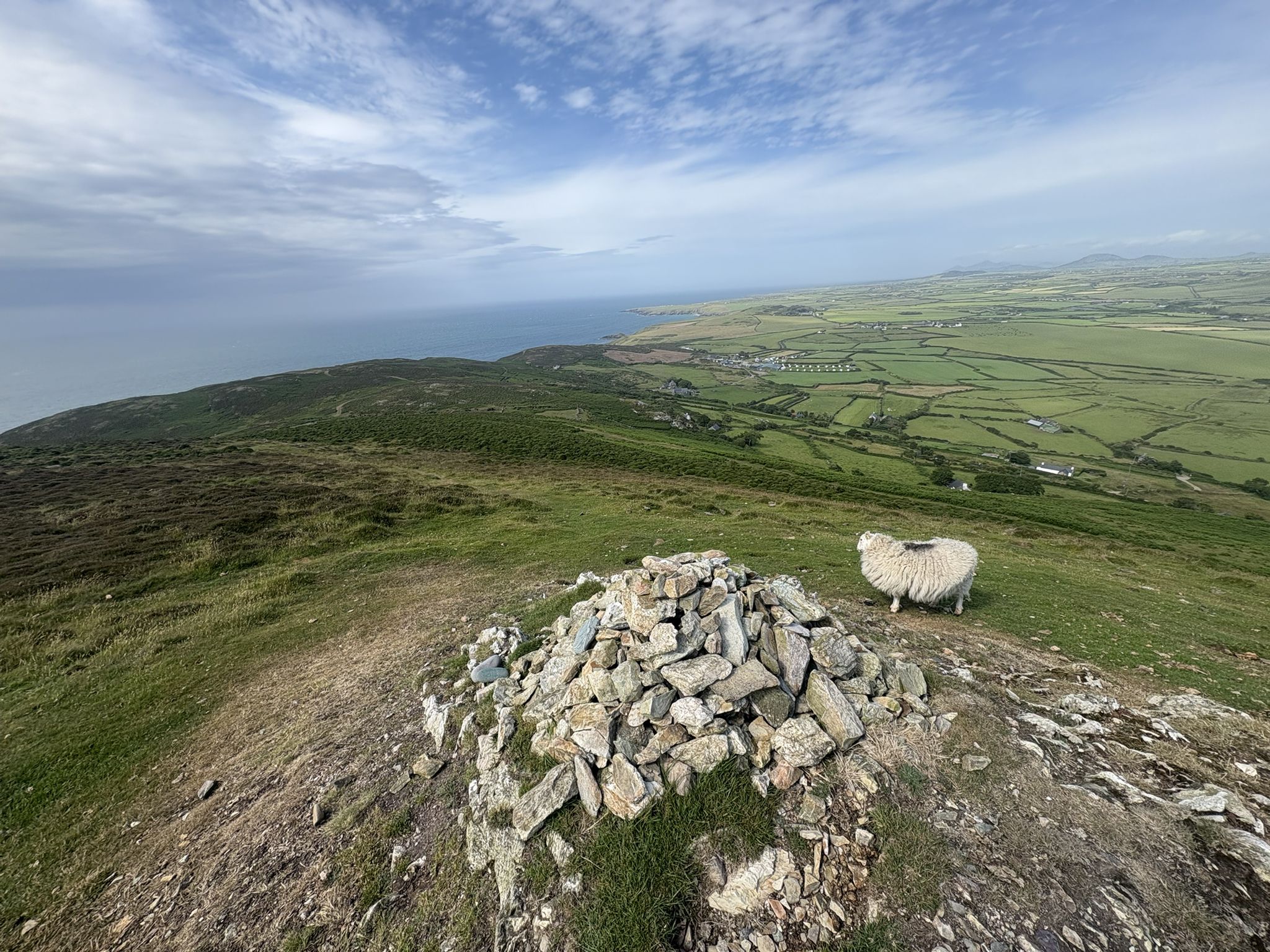 Sheep views
