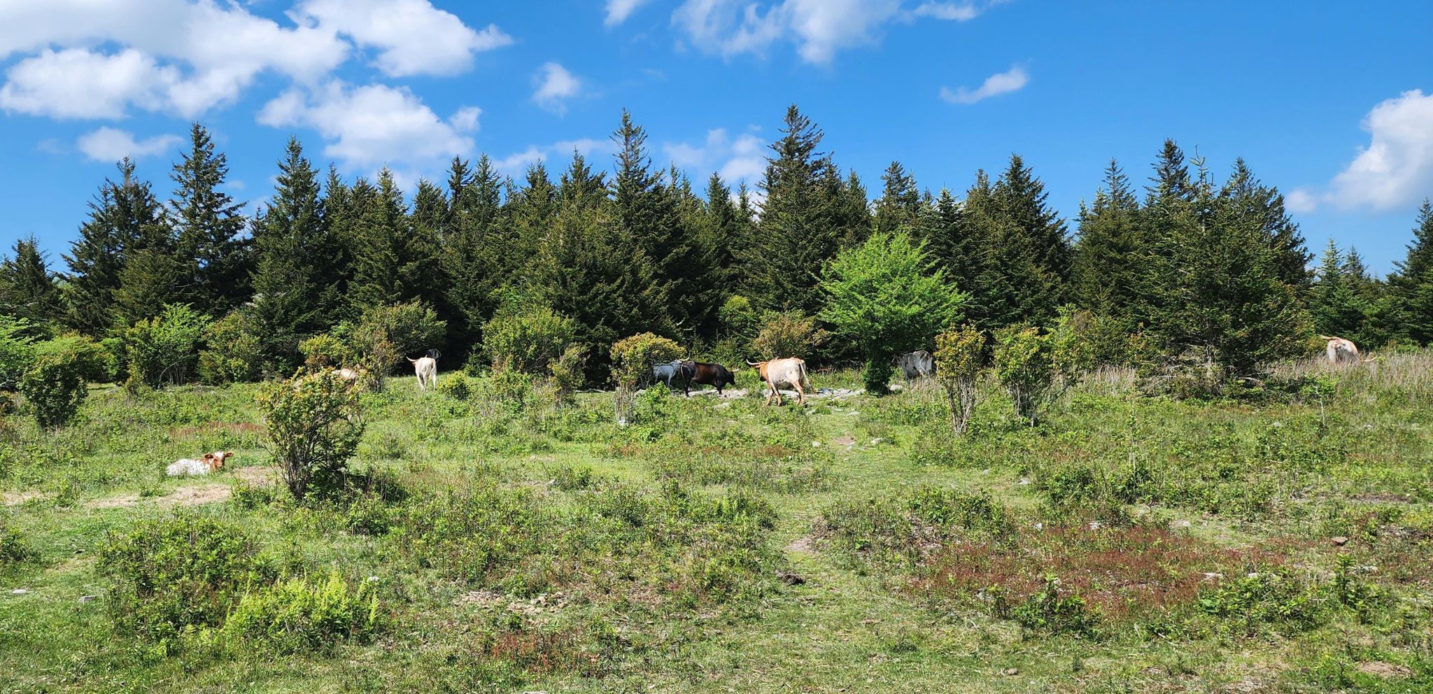 Cattle graze in a sunny green meadow bordered by a dense pine forest. - Pine Mountain and Crest Trail Loop