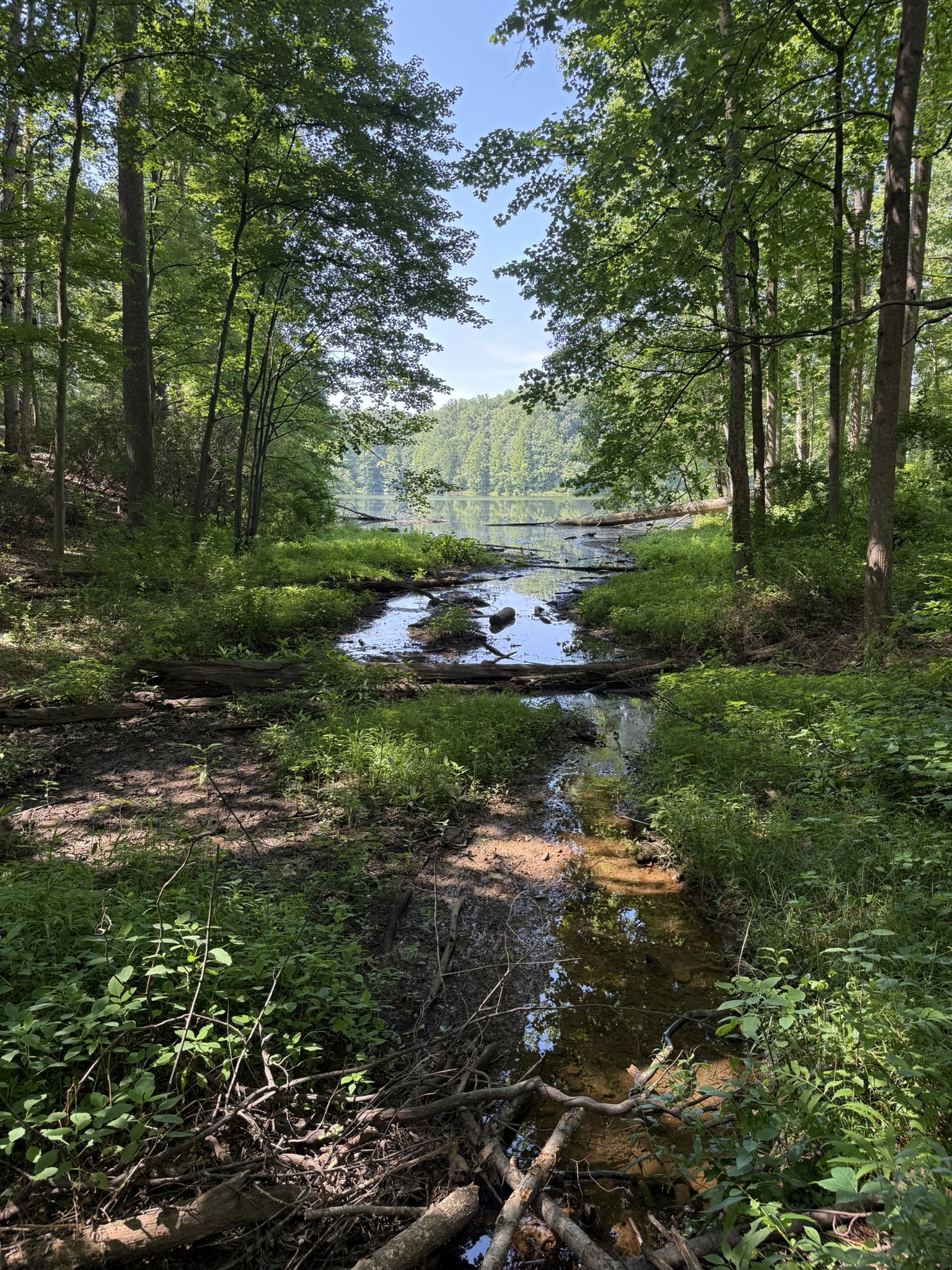 Sunny stream flowing into a lake through dense green forest. - Seneca Creek Greenway to Clopper Lake Loop