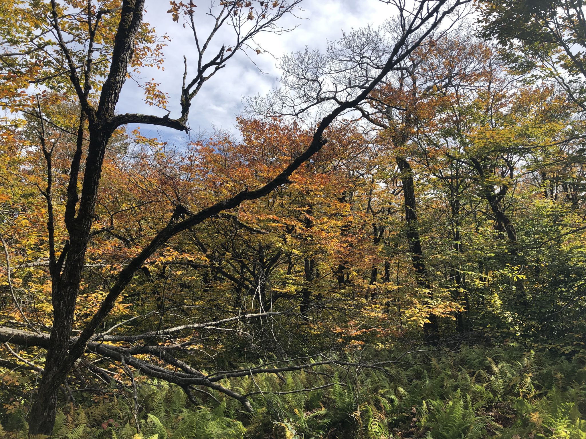Forest interior with bright autumn foliage and bare branches. - 1753 House – Smith Hill loop from The Clark Art Institute